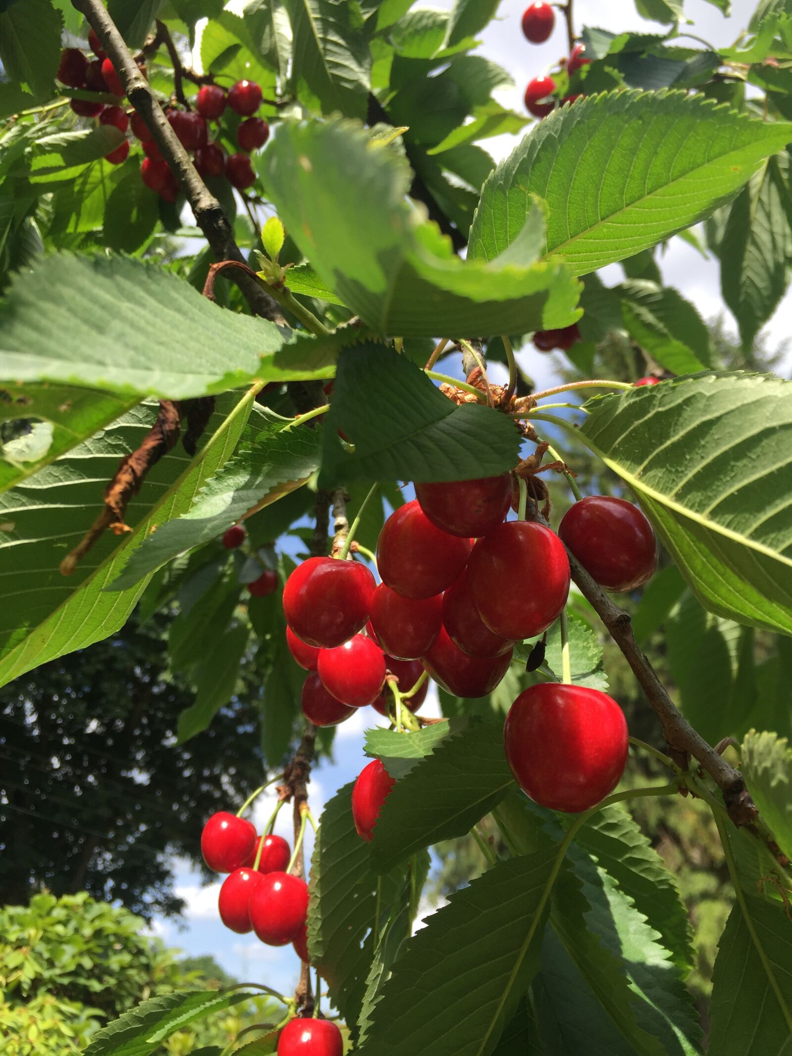 Apple iPhone 6 sample photo. Cherries, summer, fruit photography
