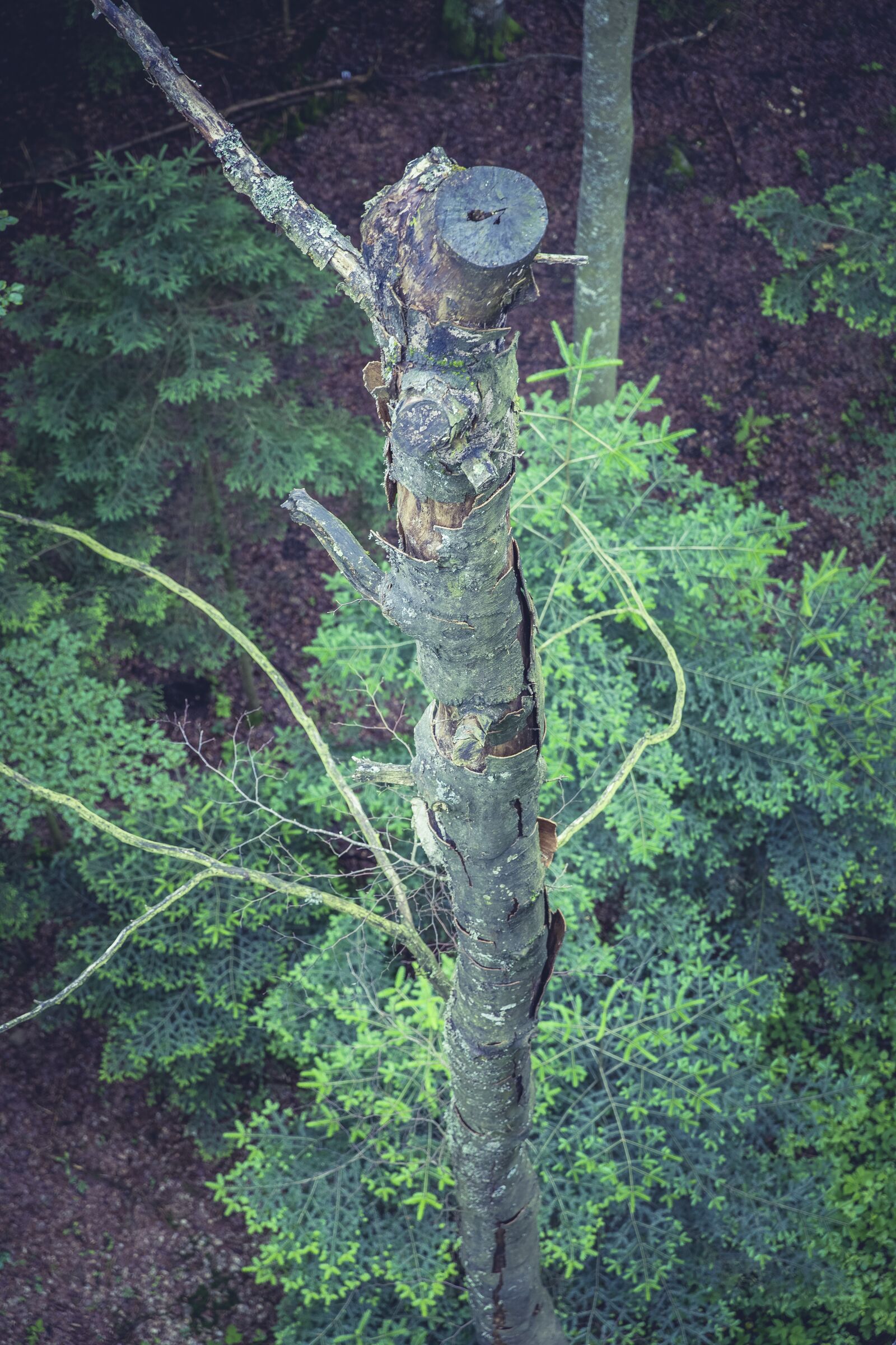 Canon EF 24-70mm F2.8L II USM sample photo. Tree, top, great photography
