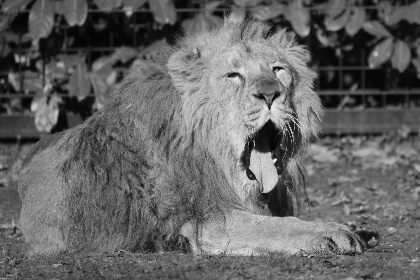 Nikon D7200 sample photo. Lion, animal, predator photography