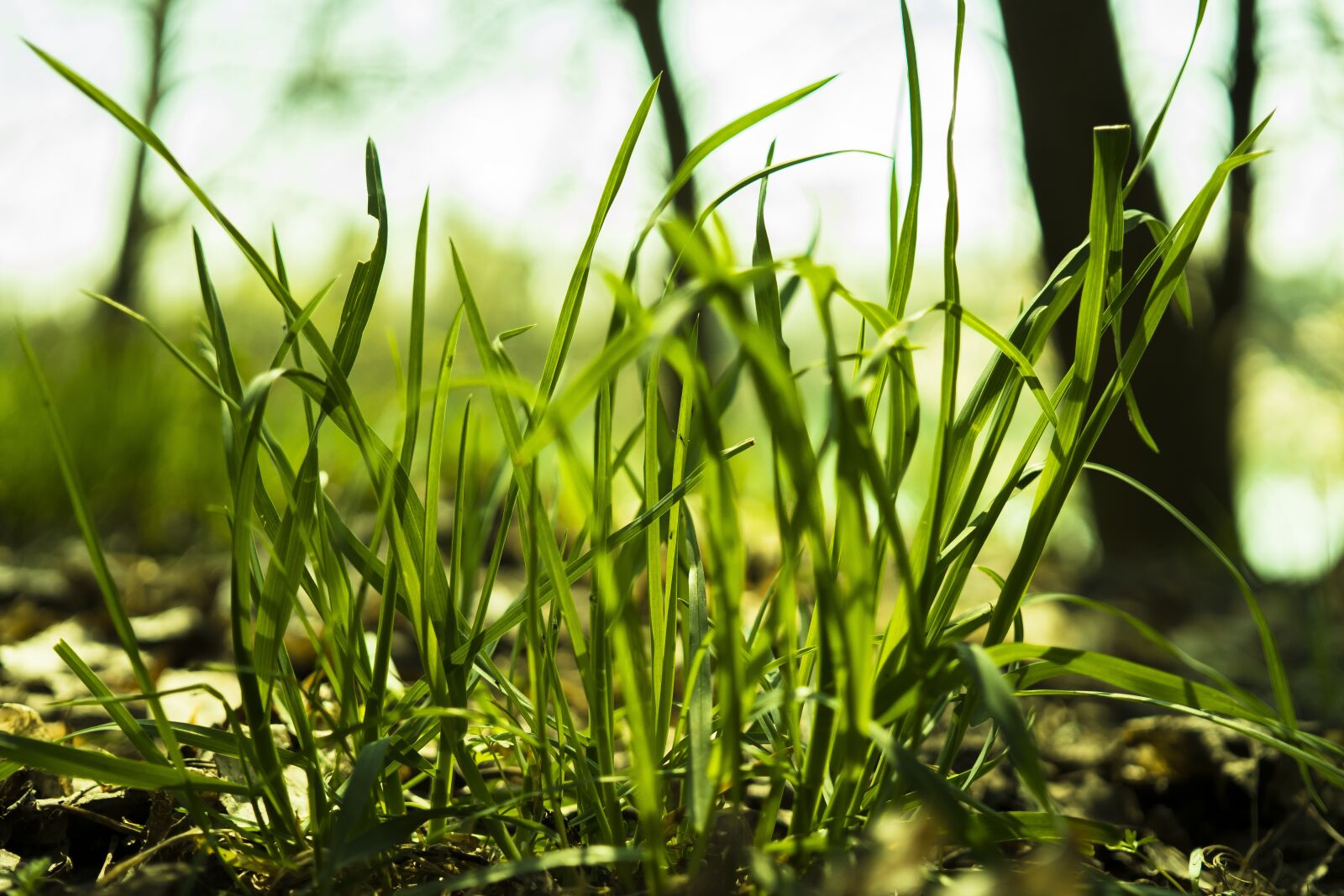 Sigma 30mm F2.8 EX DN sample photo. Grass, grasses, blades of photography