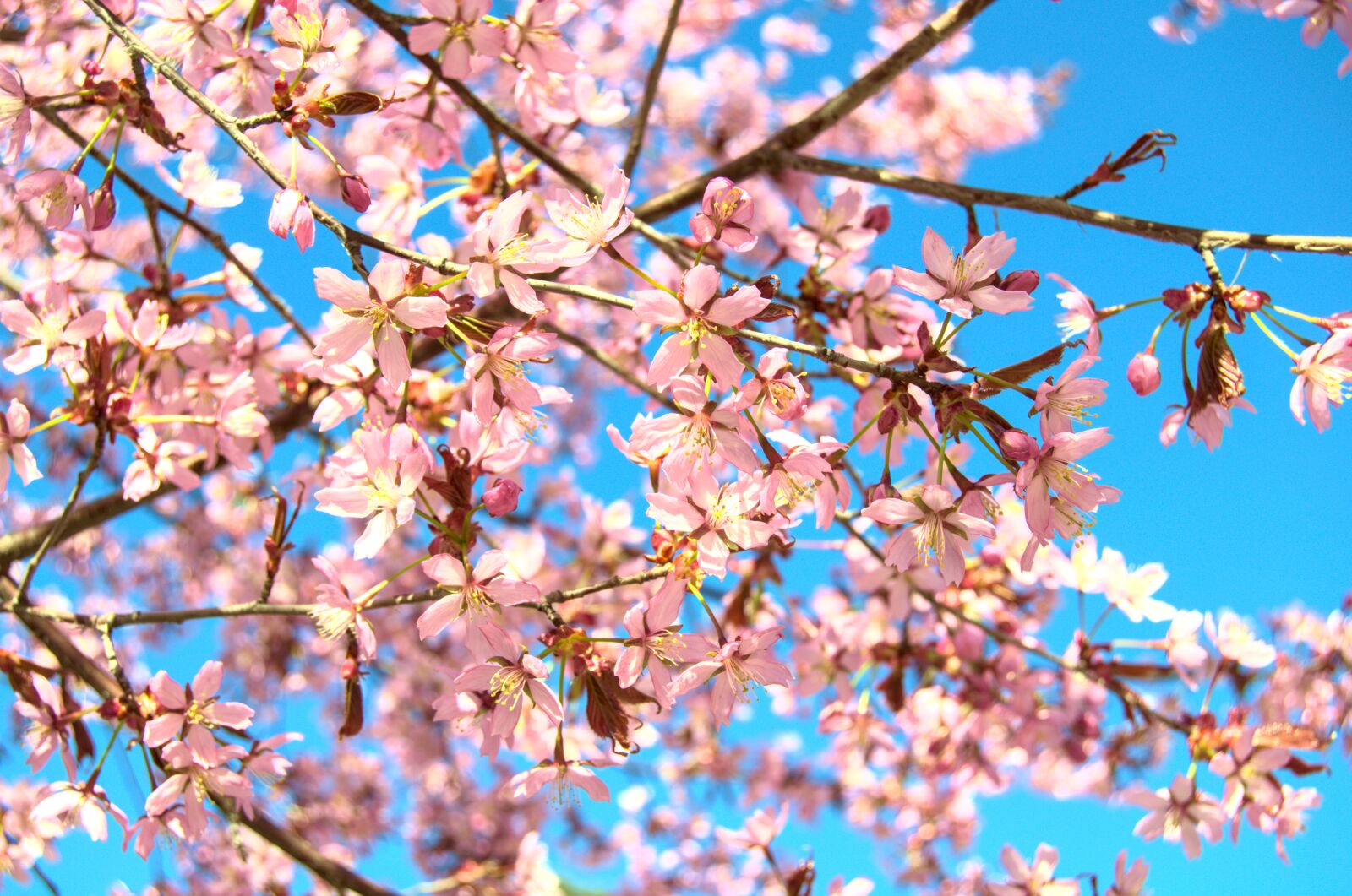 Nikon D5100 sample photo. Tree, flowering, branch photography