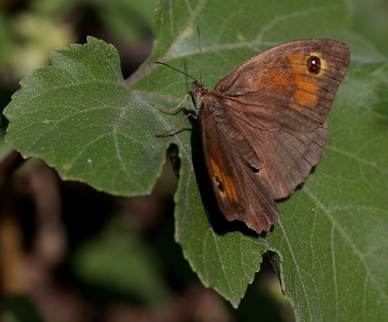 Canon EF-S 60mm F2.8 Macro USM sample photo. Butterfly, brown, wings photography