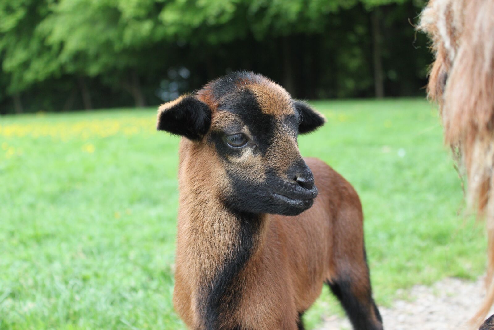 Canon EOS 500D (EOS Rebel T1i / EOS Kiss X3) sample photo. Boy, lamb, farm photography