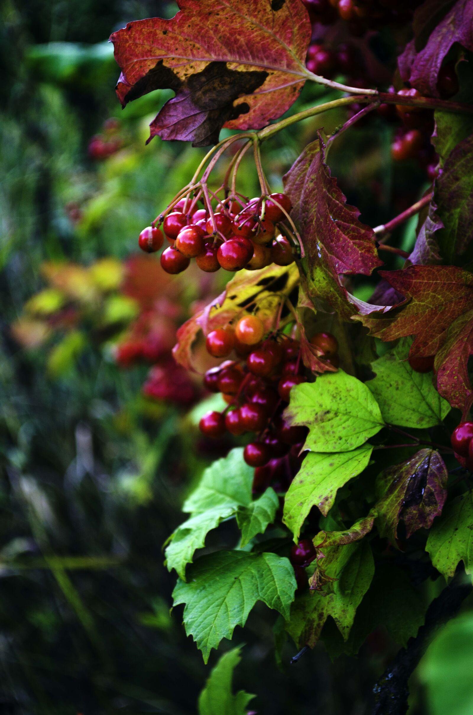 Nikon D5100 sample photo. Viburnum, autumn, leaves photography