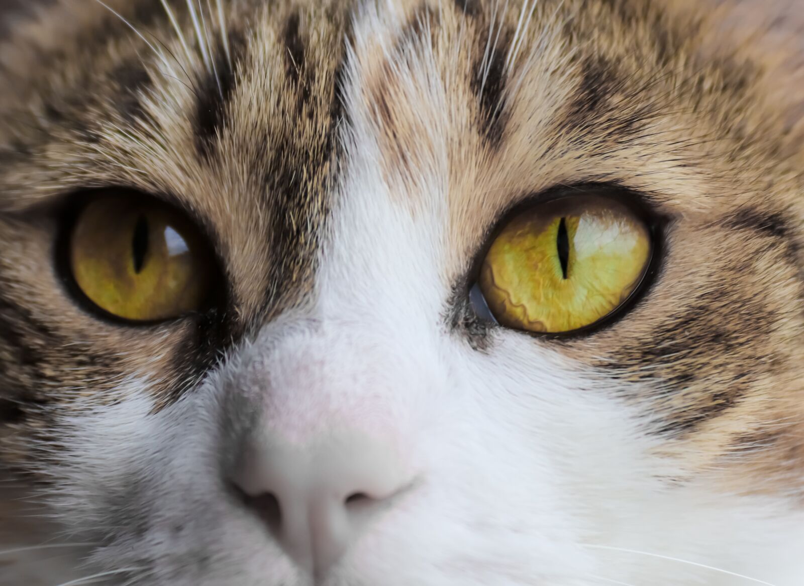 Canon EOS 200D (EOS Rebel SL2 / EOS Kiss X9) sample photo. Cat, eye, portrait photography