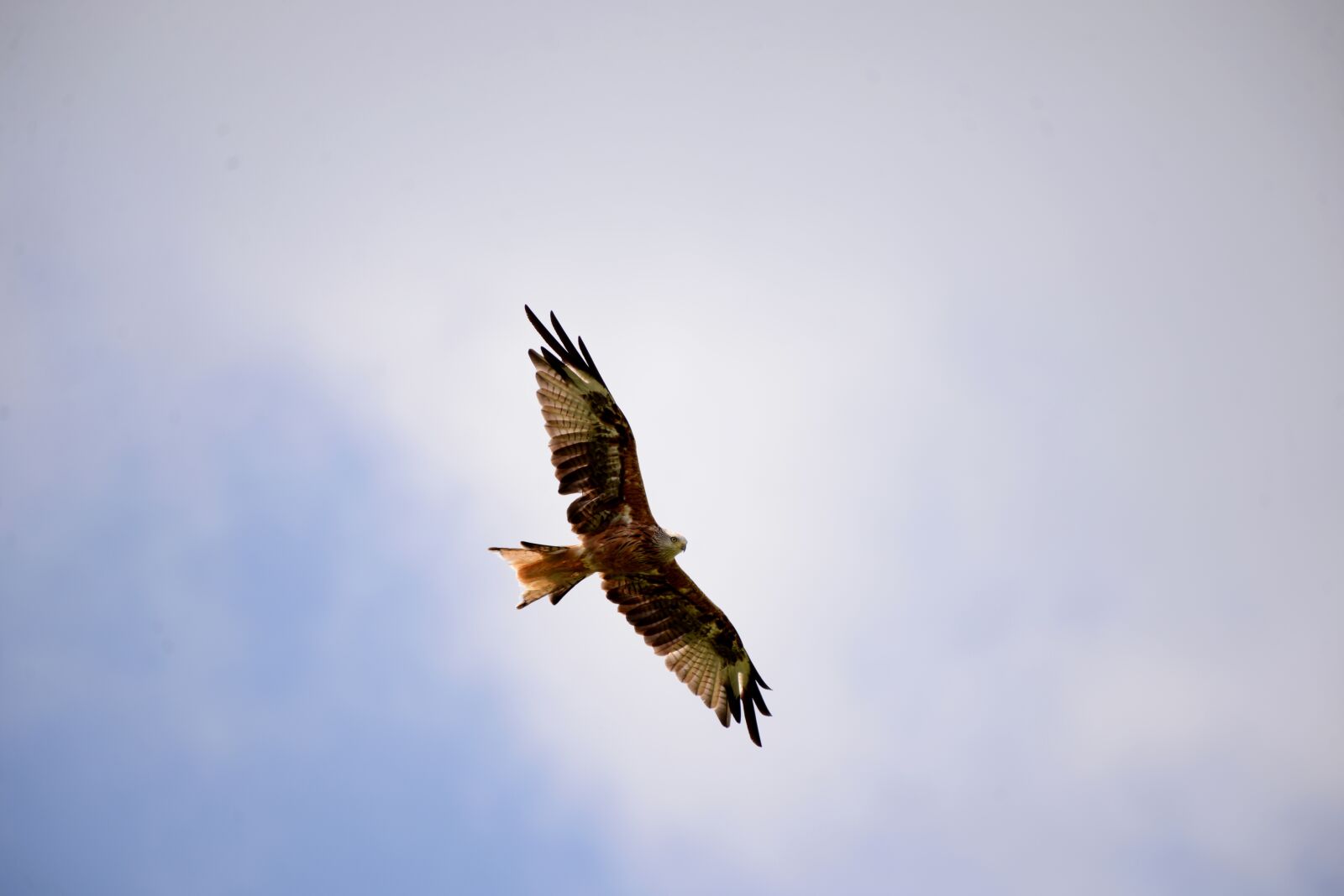 Nikon D600 sample photo. Bird of prey, red photography