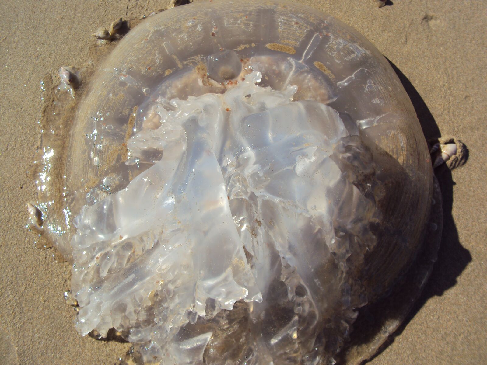 Sony DSC-W180 sample photo. Jellyfish, sea, nature photography