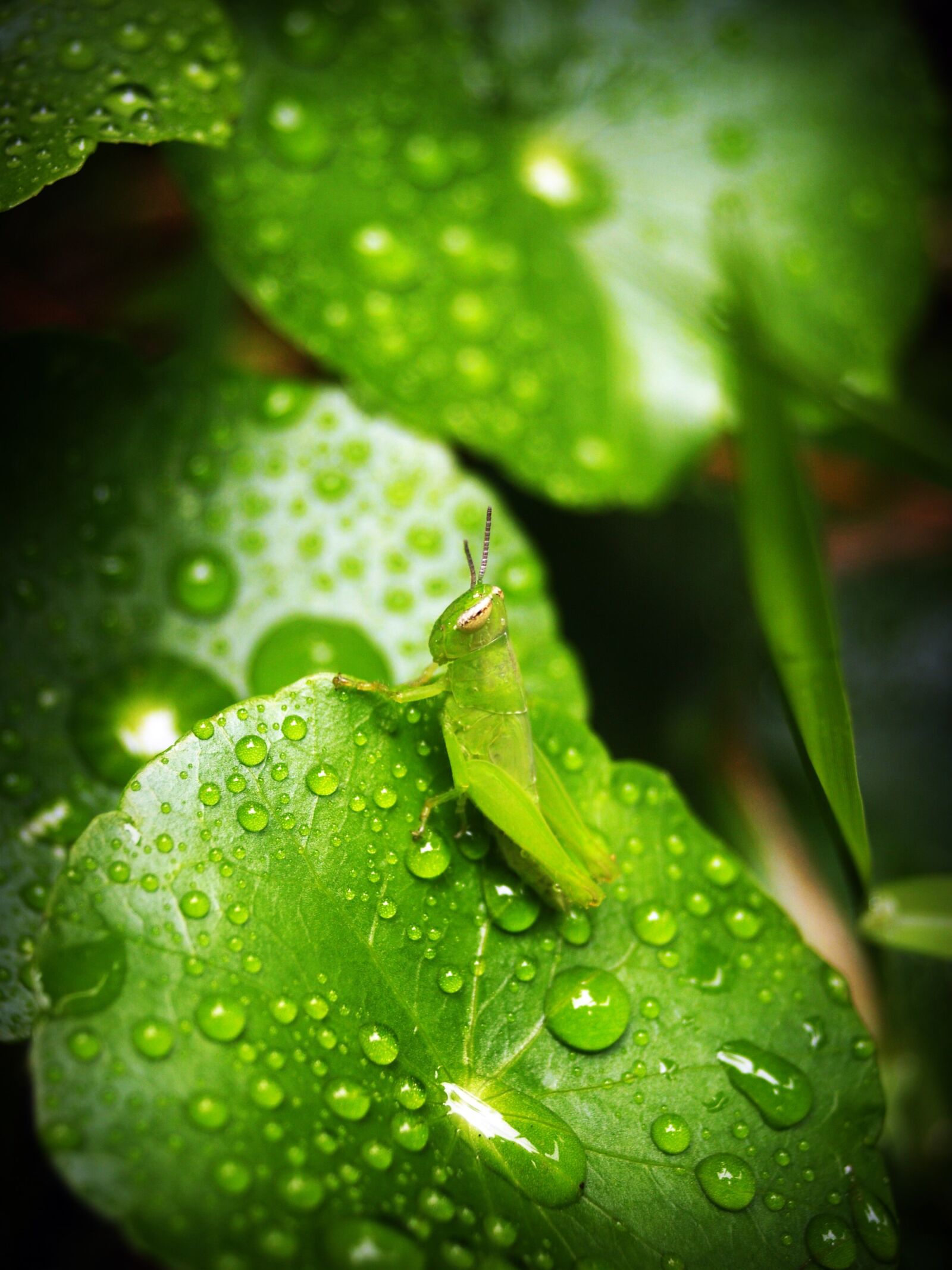 Olympus E-300 (EVOLT E-300) sample photo. Leaf, water, green photography