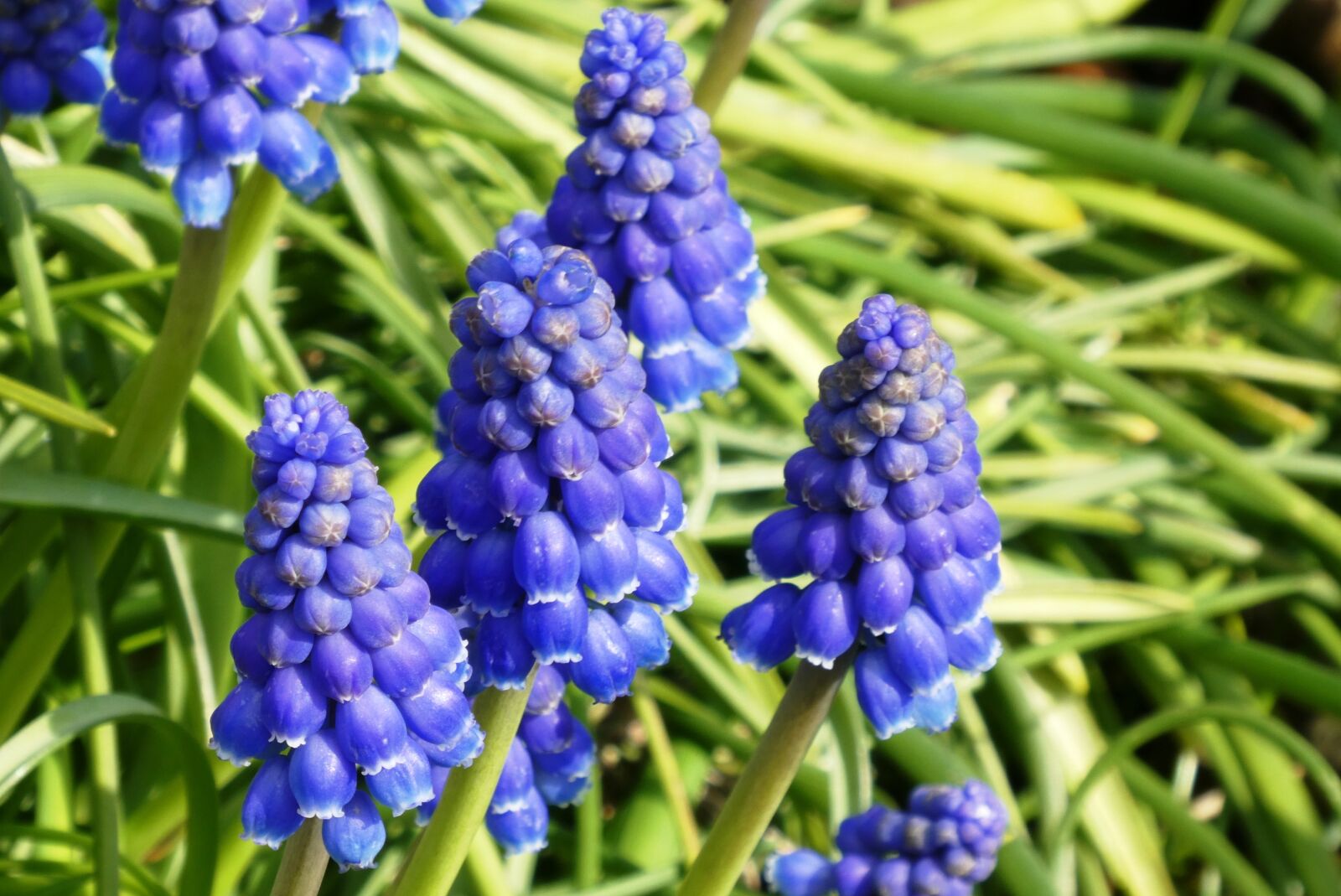 Panasonic Lumix DC-ZS70 (Lumix DC-TZ90) sample photo. Muscari botryoides, plant, flower photography