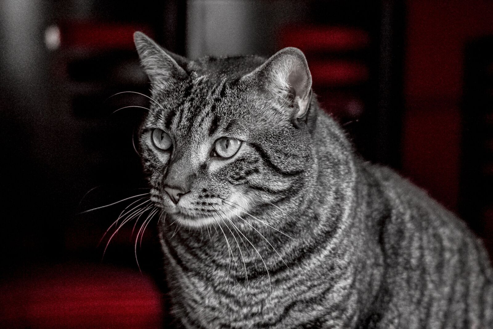 Canon EOS M sample photo. Portrait, animal, cat photography