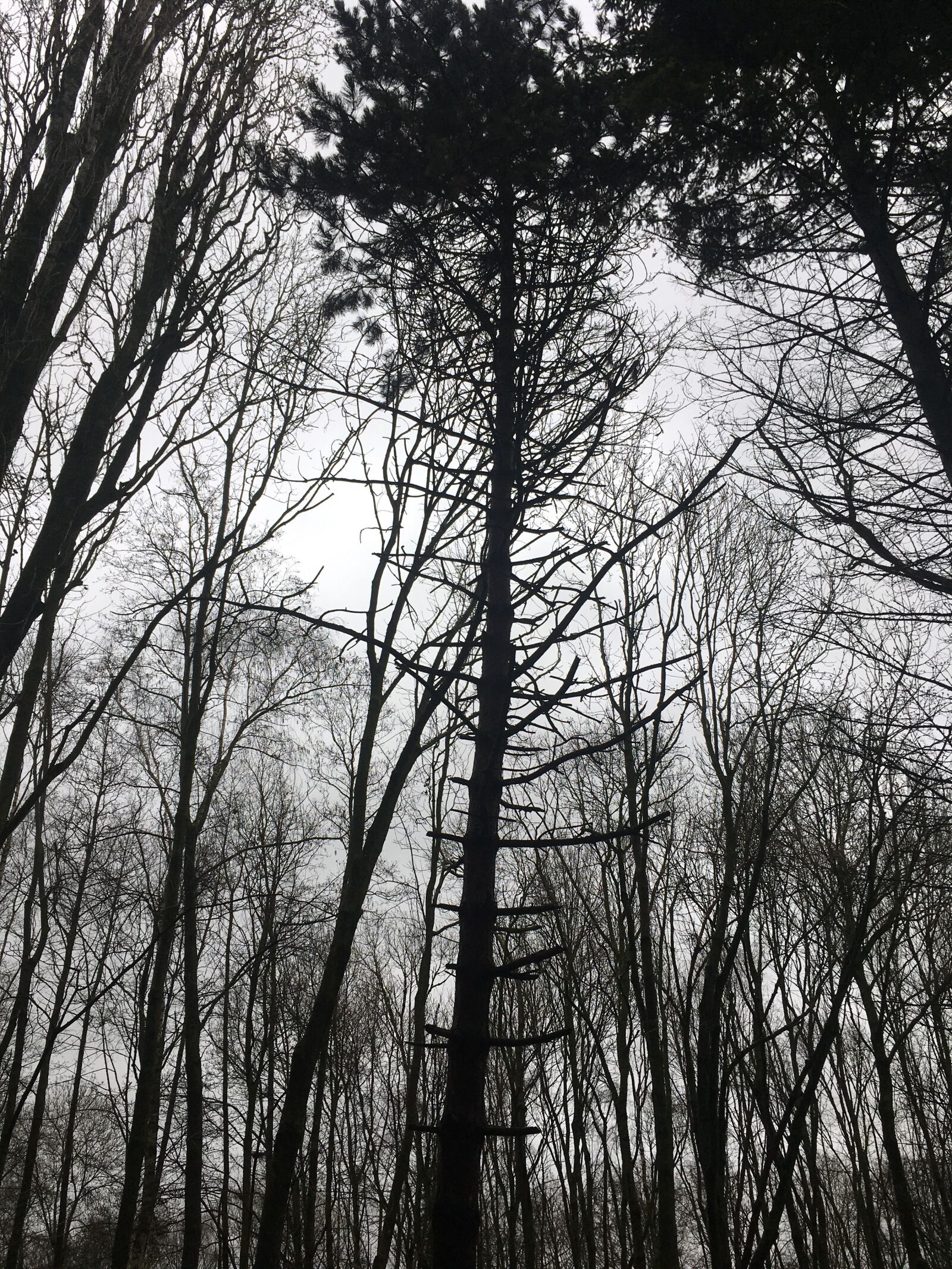 iPhone SE back camera 4.15mm f/2.2 sample photo. Against the light, tree photography