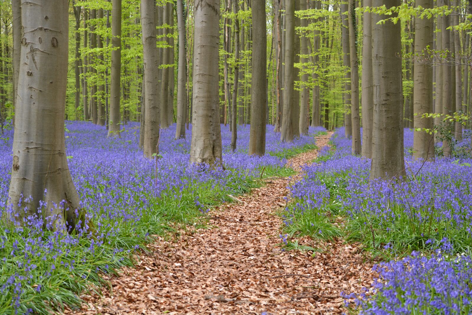 Nikon D5200 sample photo. Nature, forest, hallerbos photography