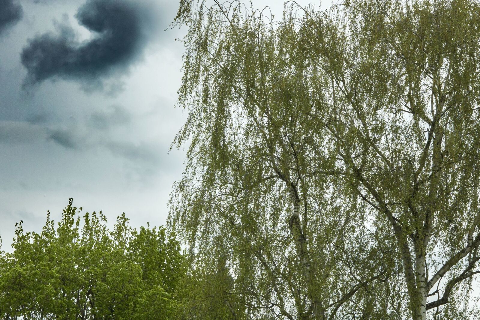 Sony a6300 + Sigma 30mm F2.8 EX DN sample photo. Sky, clouds, tree, branch photography