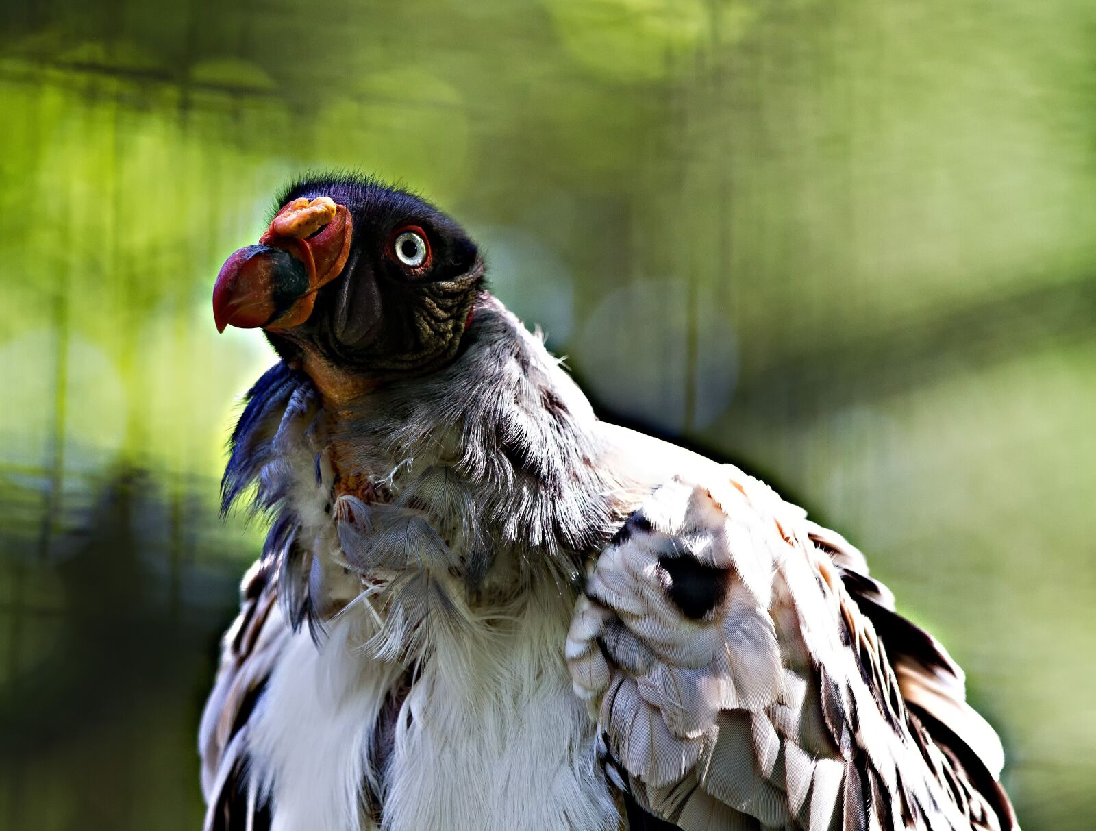 Canon EOS 7D + Canon EF 70-200mm F2.8L IS II USM sample photo. King vulture, berlin, zoo photography