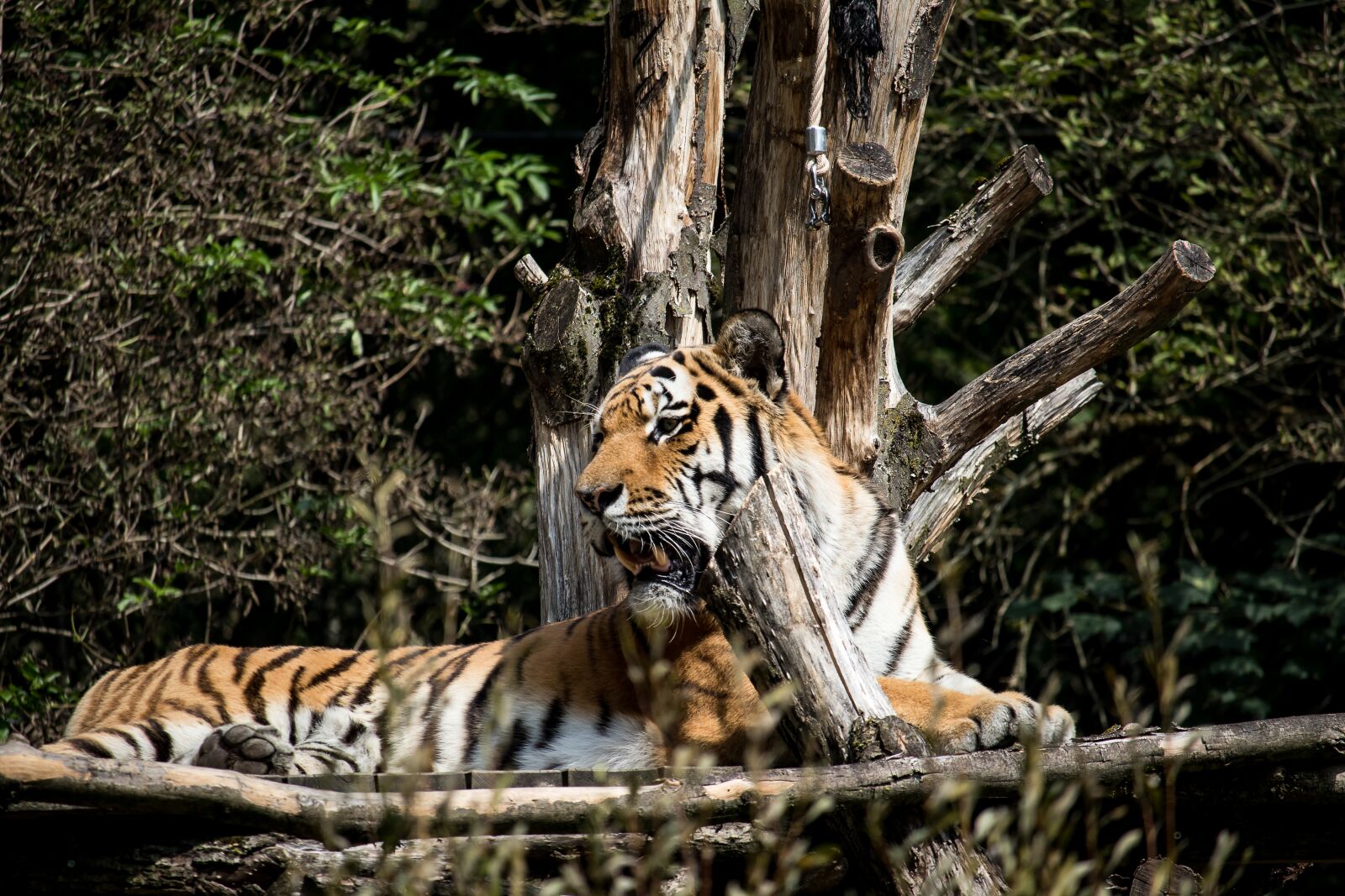 Canon EF-S 55-250mm F4-5.6 IS STM sample photo. Tiger, predator, animal photography