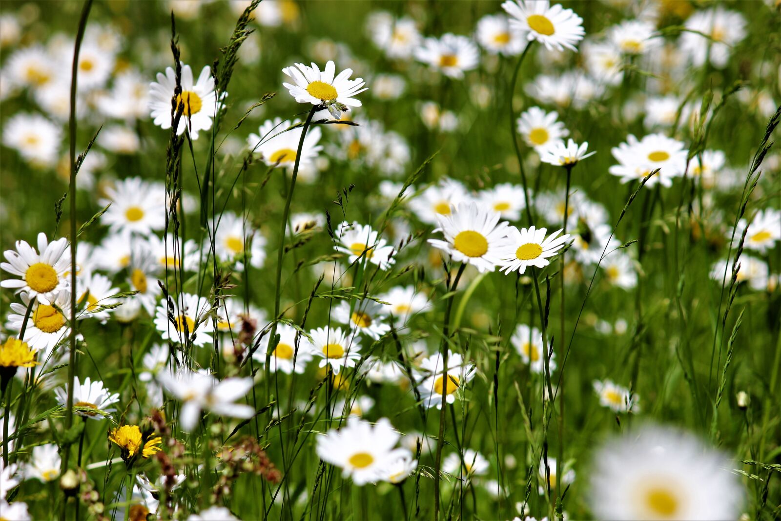 Canon EOS 600D (Rebel EOS T3i / EOS Kiss X5) sample photo. Meadow, daisies flowers, nature photography