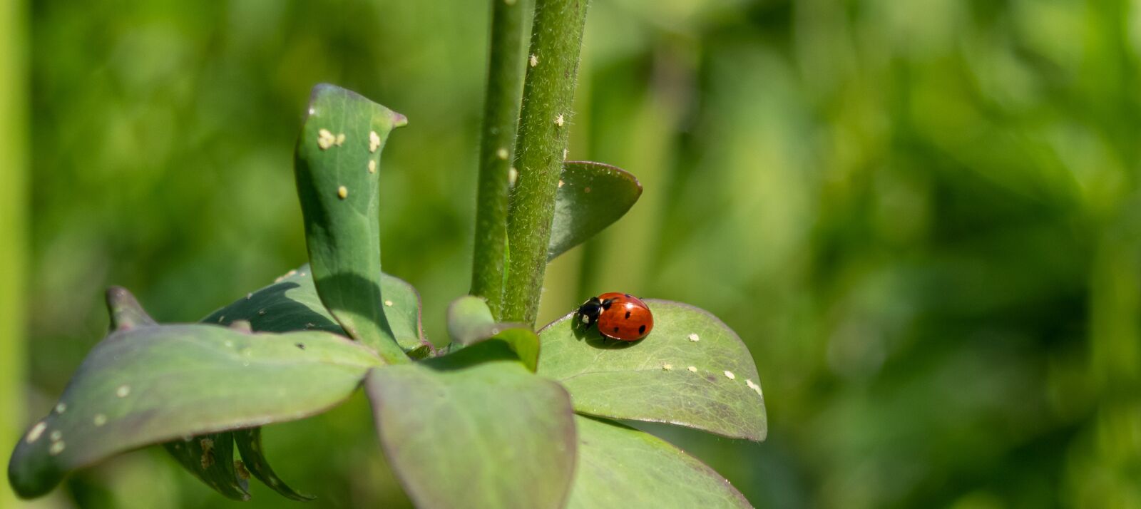 Pentax K-S2 sample photo. Ladybug, siebenpunkt, beetle photography