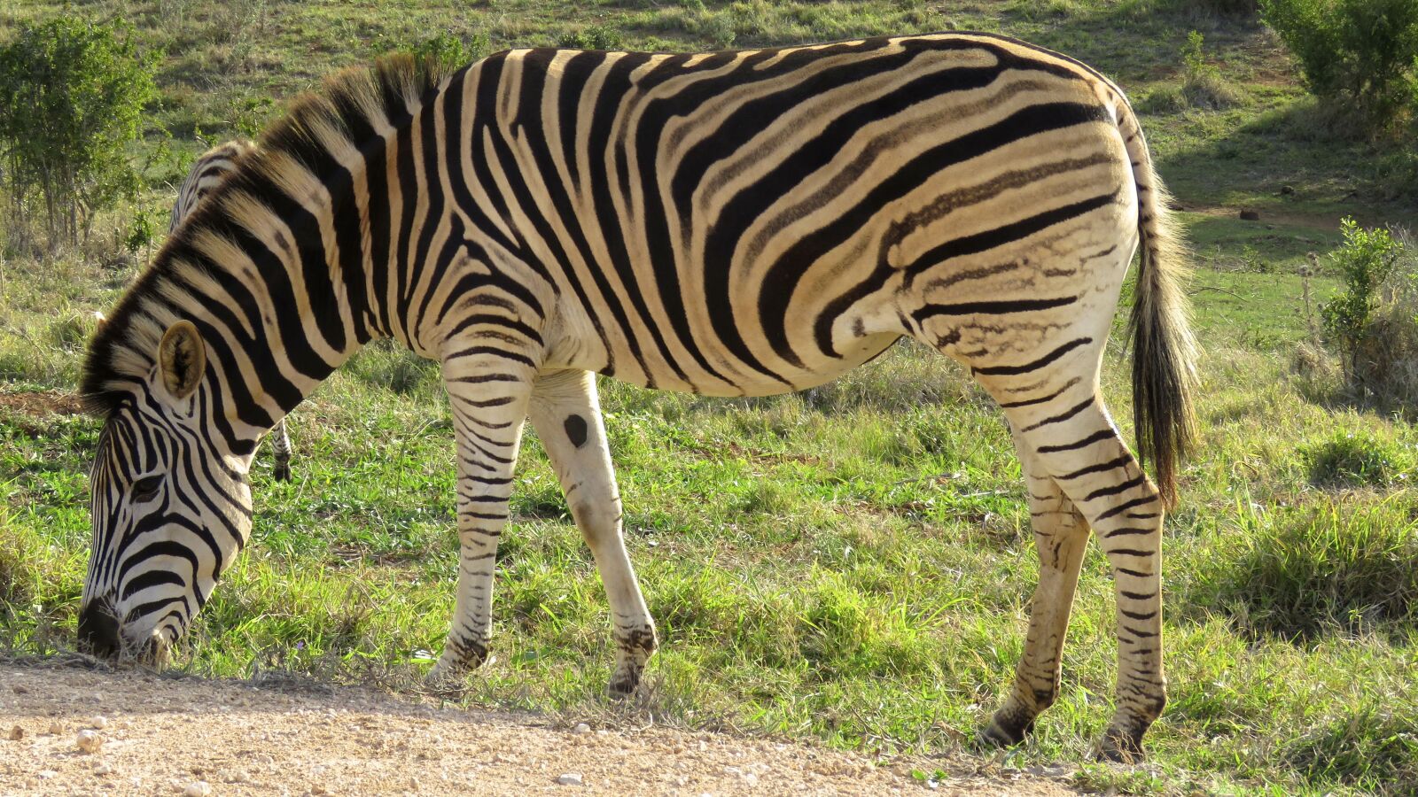Canon PowerShot SX60 HS sample photo. Zebra, addo elephant park photography