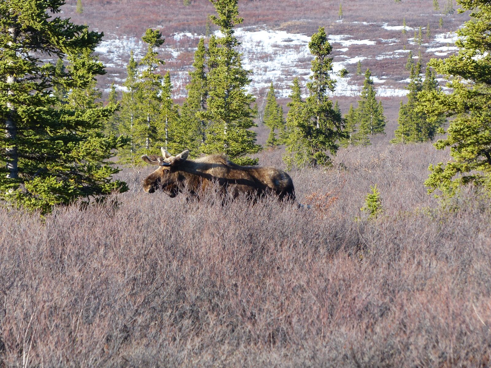 Panasonic Lumix DMC-FZ200 sample photo. Moose, wild, nature photography