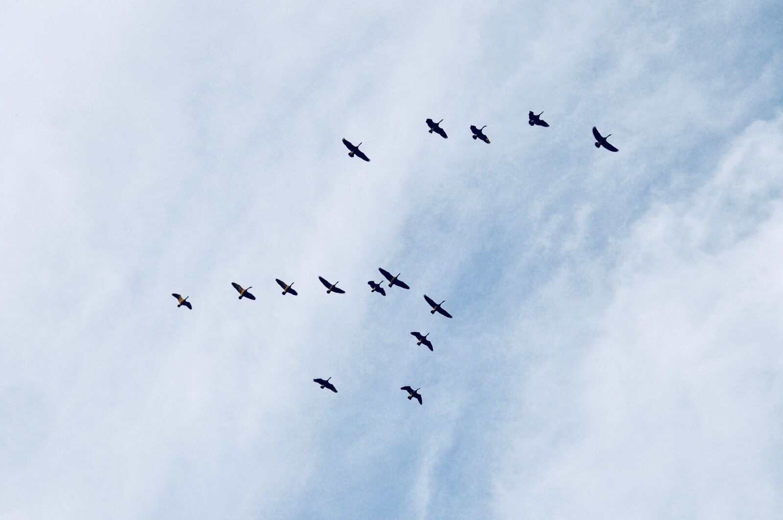 Nikon D5000 sample photo. Sky, birds, constellation photography