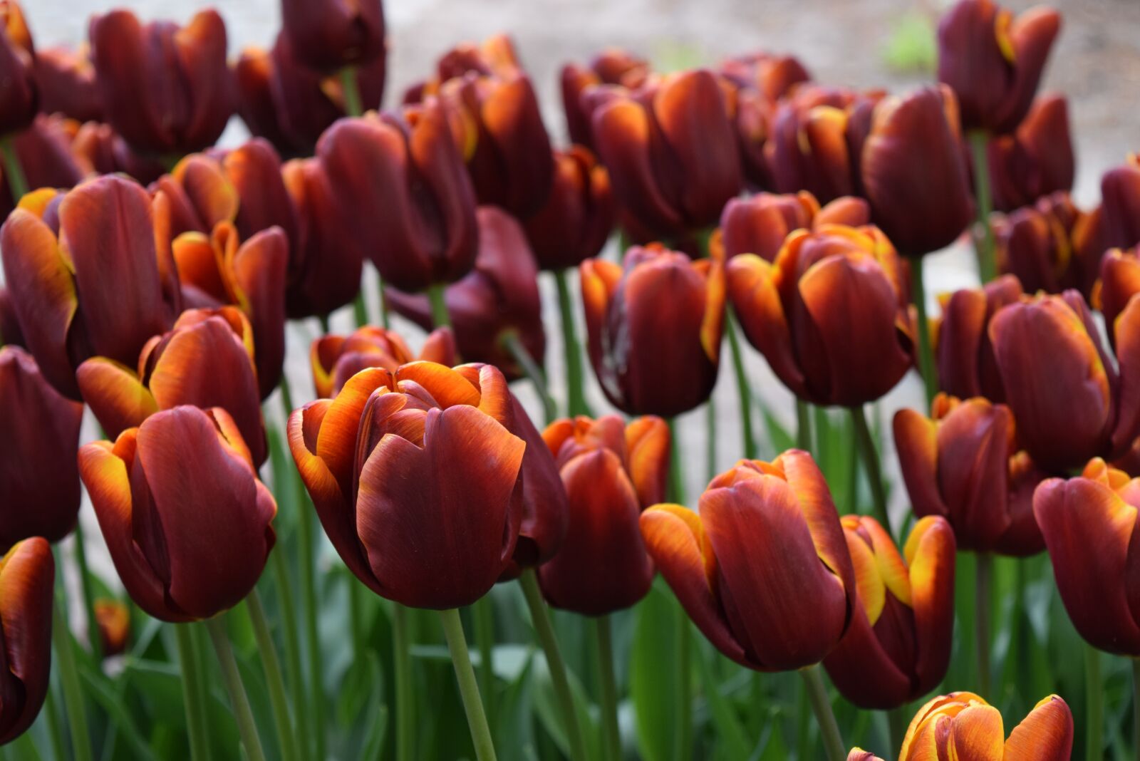 Nikon D5300 sample photo. Tulip, flowers, netherlands photography