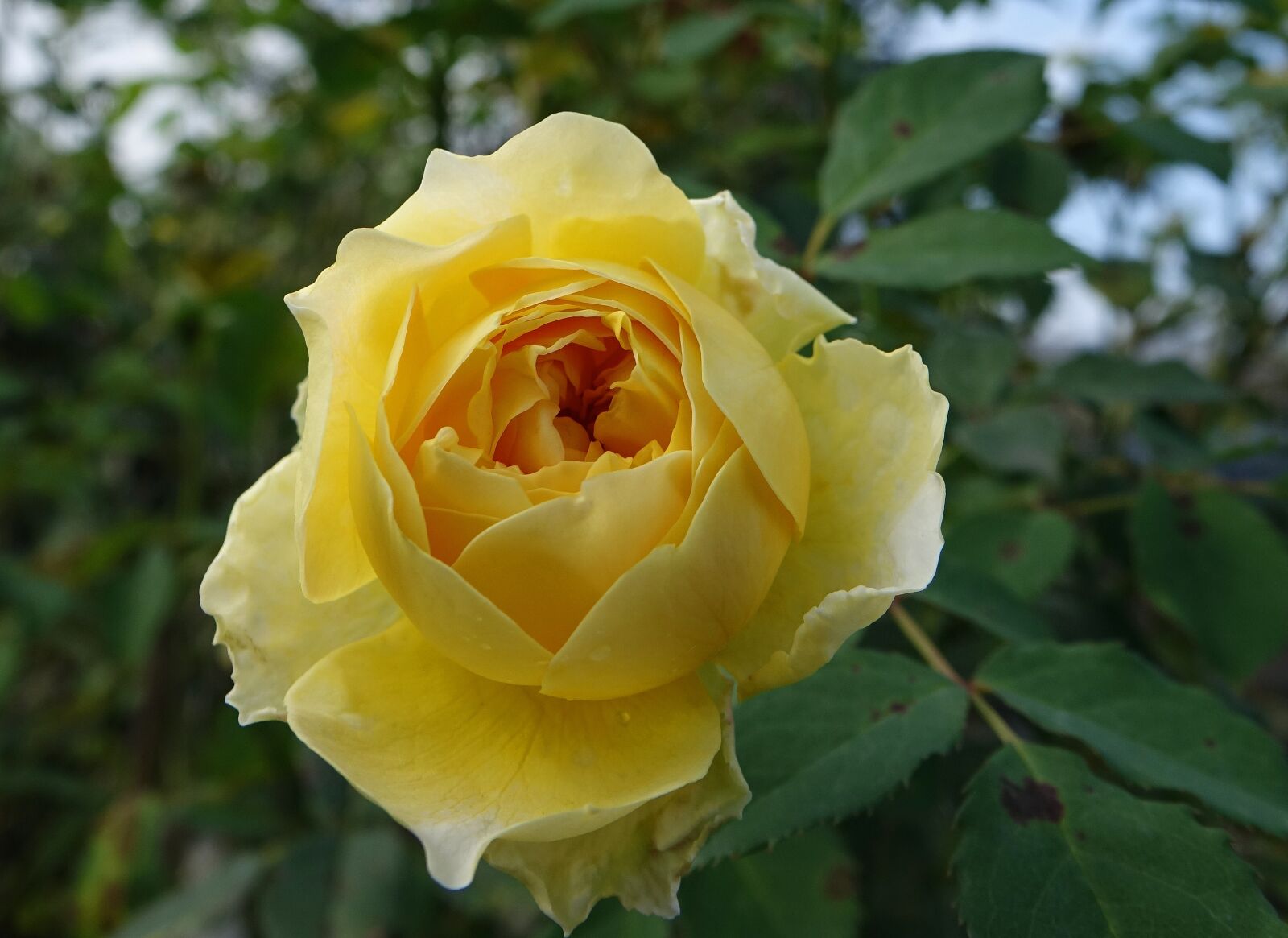 Sony Cyber-shot DSC-RX10 sample photo. Rosa multiflora, rose, yellow photography
