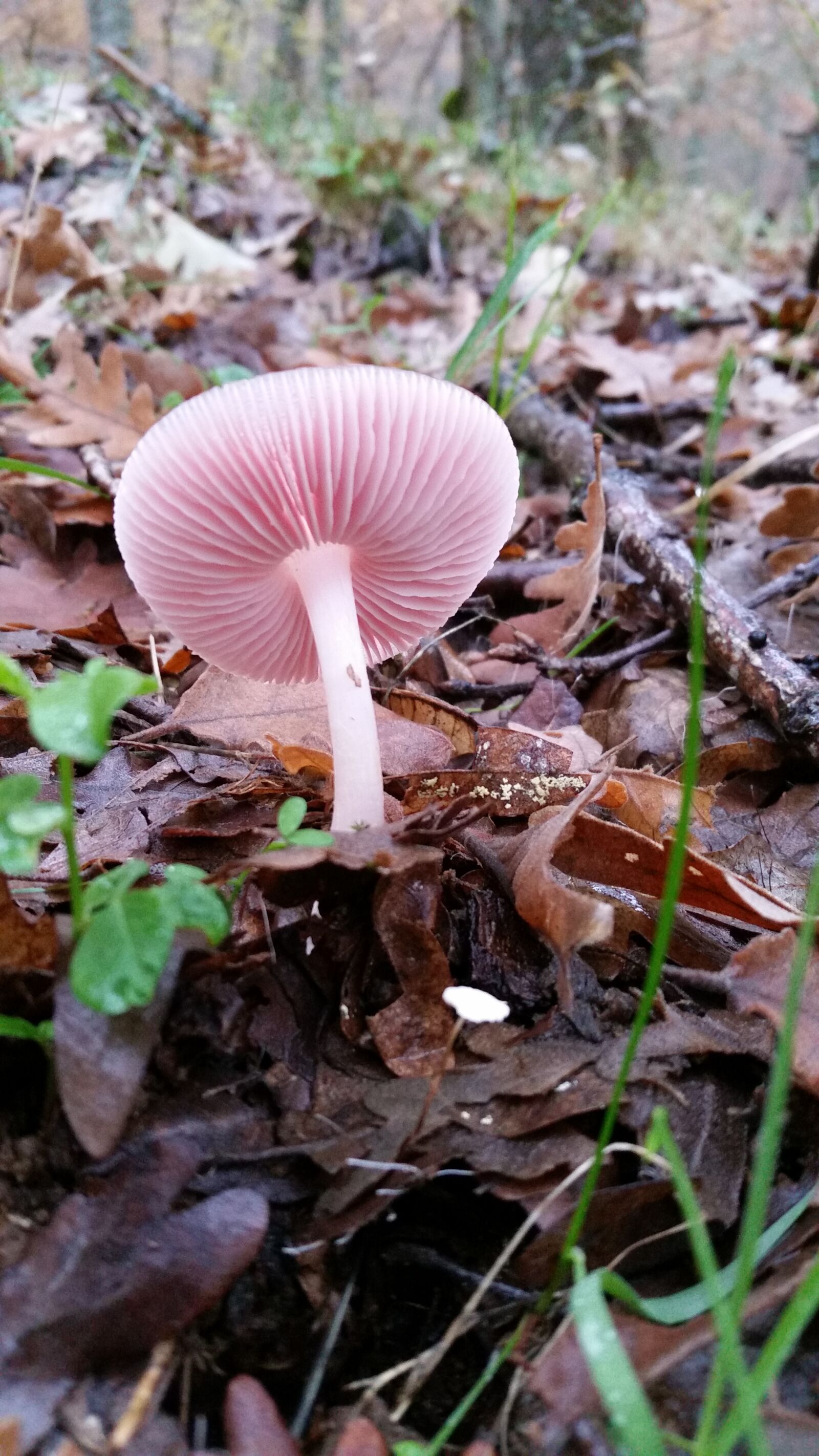 Samsung Galaxy S5 sample photo. Mushroom, field, fungi photography