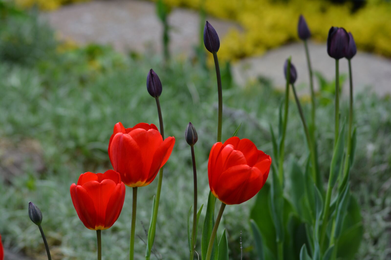 Nikon D7100 sample photo. Tulips, flowers, floral photography