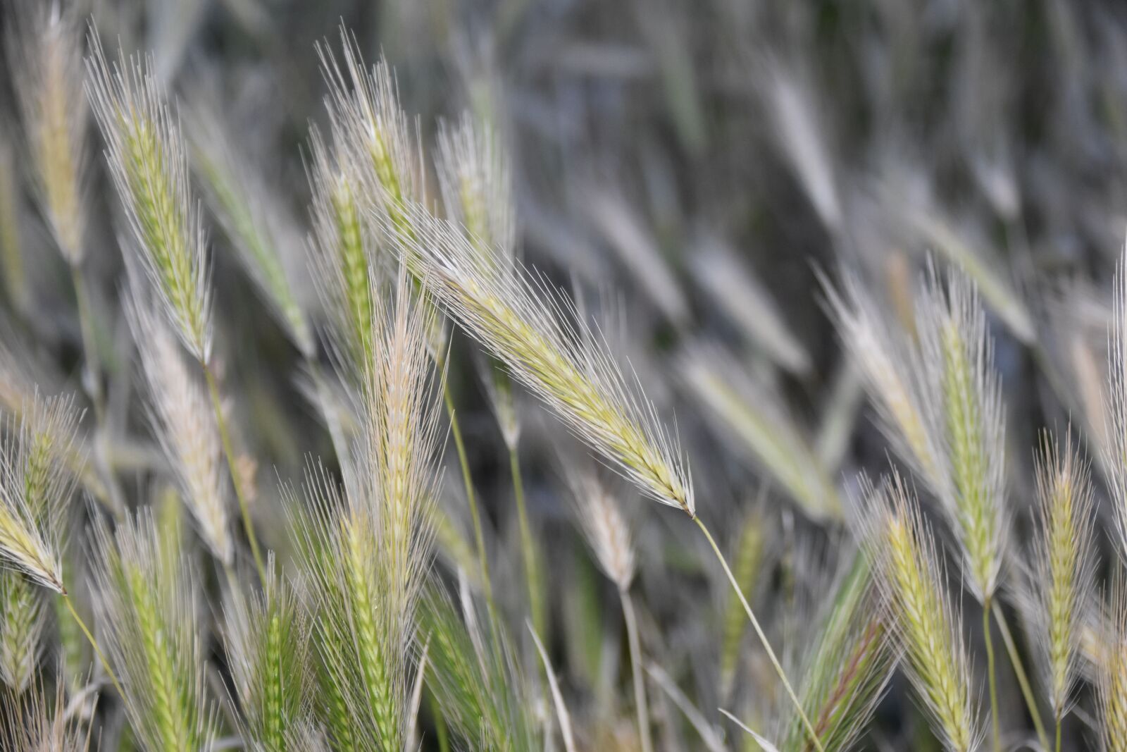 Nikon D5600 sample photo. Wheats, cultivation of cereals photography
