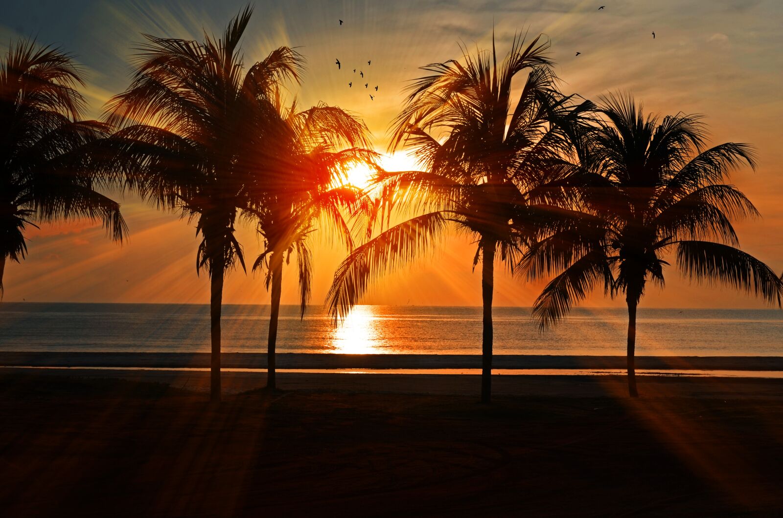 Nikon D7000 sample photo. Sunset, beach, palm photography