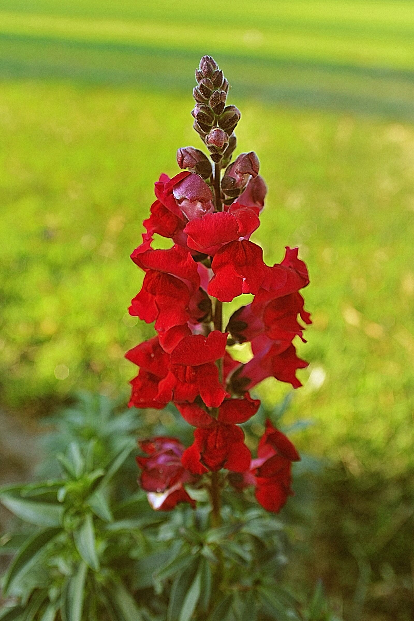 Nikon D700 sample photo. Flower, bloom, floral photography