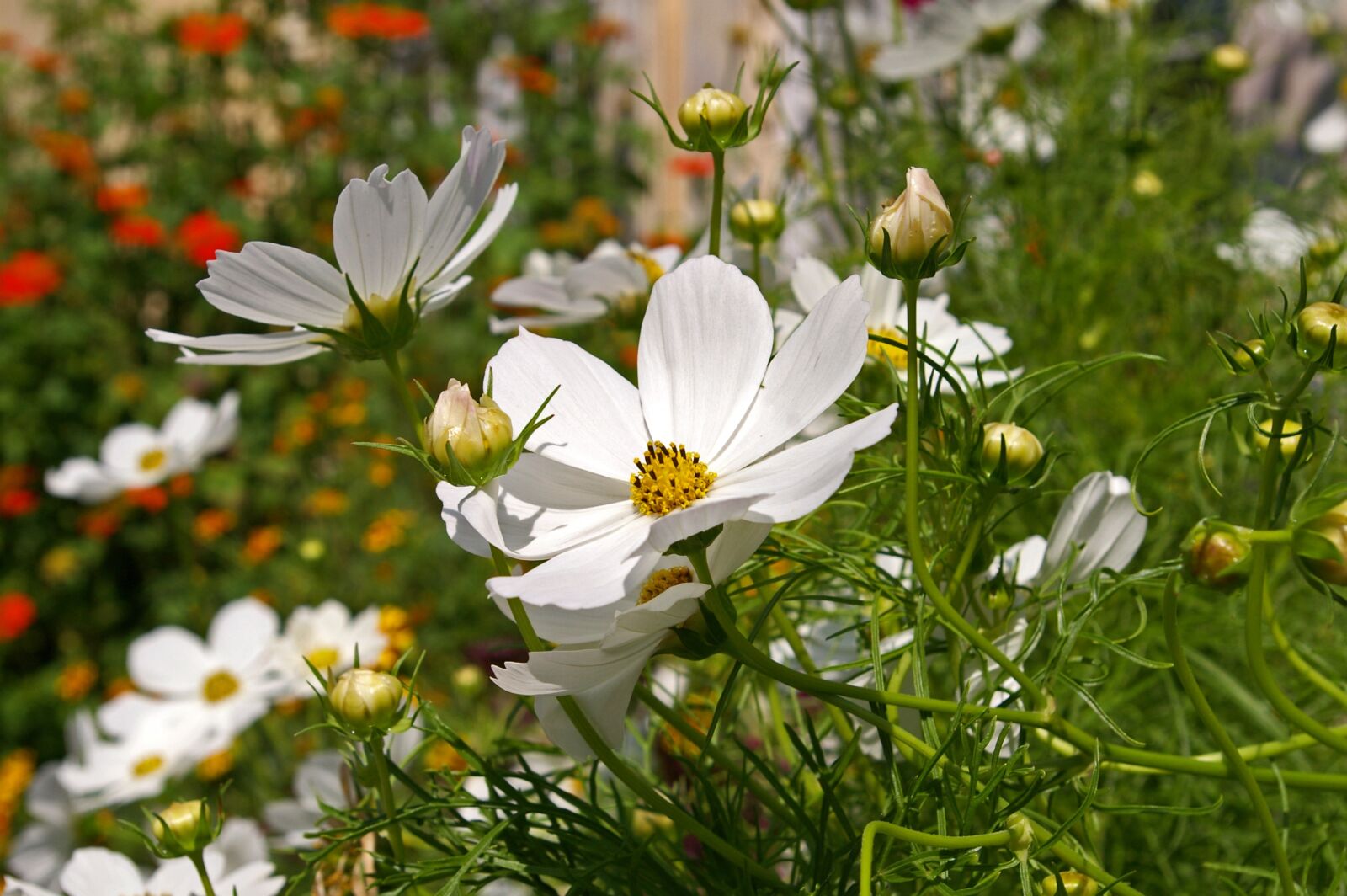 Pentax *ist DL2 sample photo. Cosmea, summer flower, nature photography