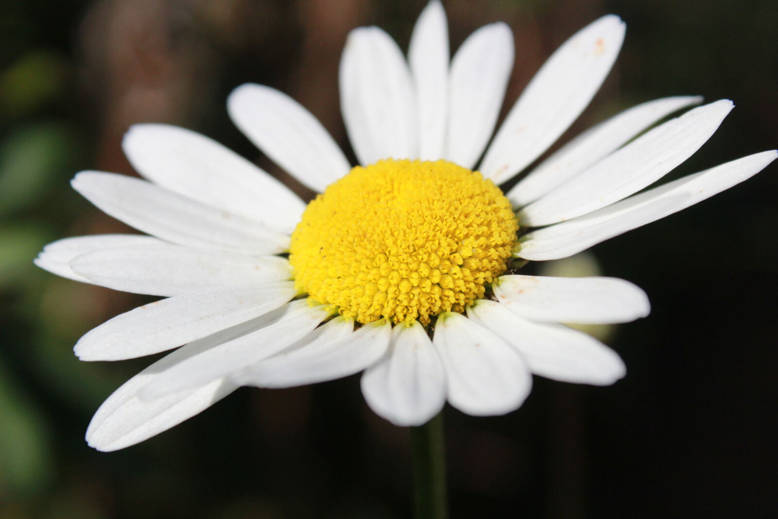 Canon EOS 1300D (EOS Rebel T6 / EOS Kiss X80) sample photo. White, daisy photography