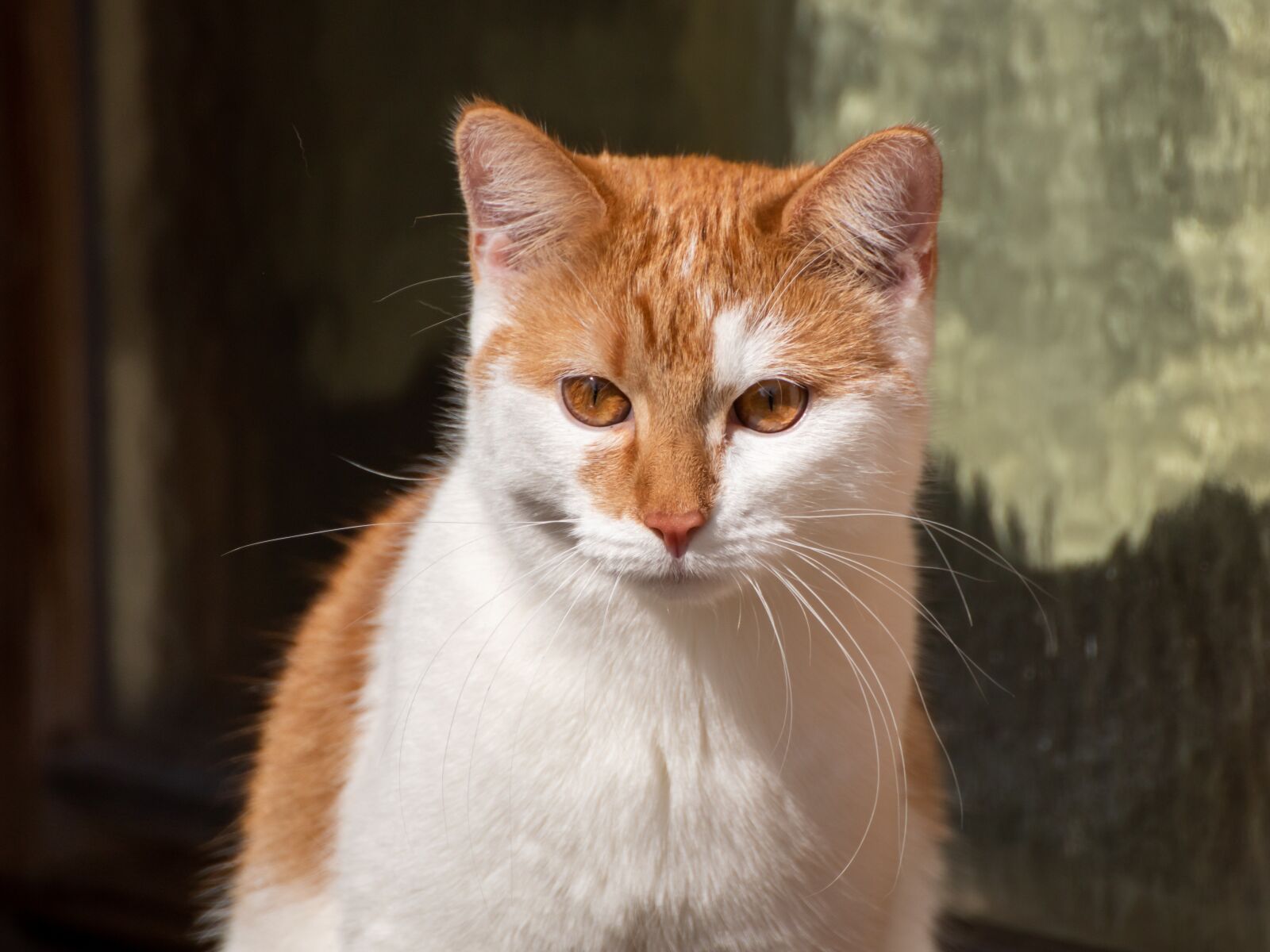 Canon EOS 200D (EOS Rebel SL2 / EOS Kiss X9) sample photo. Cat, red, white photography