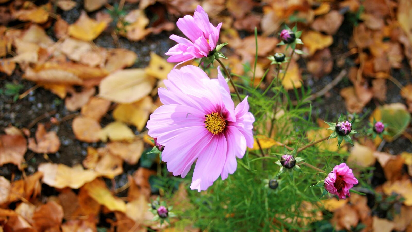 Canon EOS 400D (EOS Digital Rebel XTi / EOS Kiss Digital X) sample photo. Anemones, autumn flowers, autumn photography