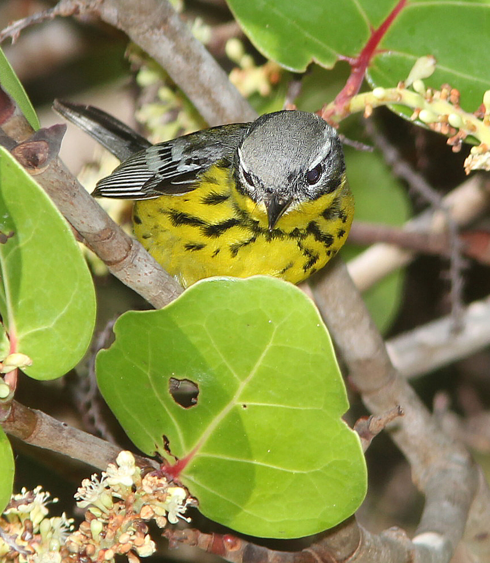 Canon EF 300mm F4L IS USM sample photo