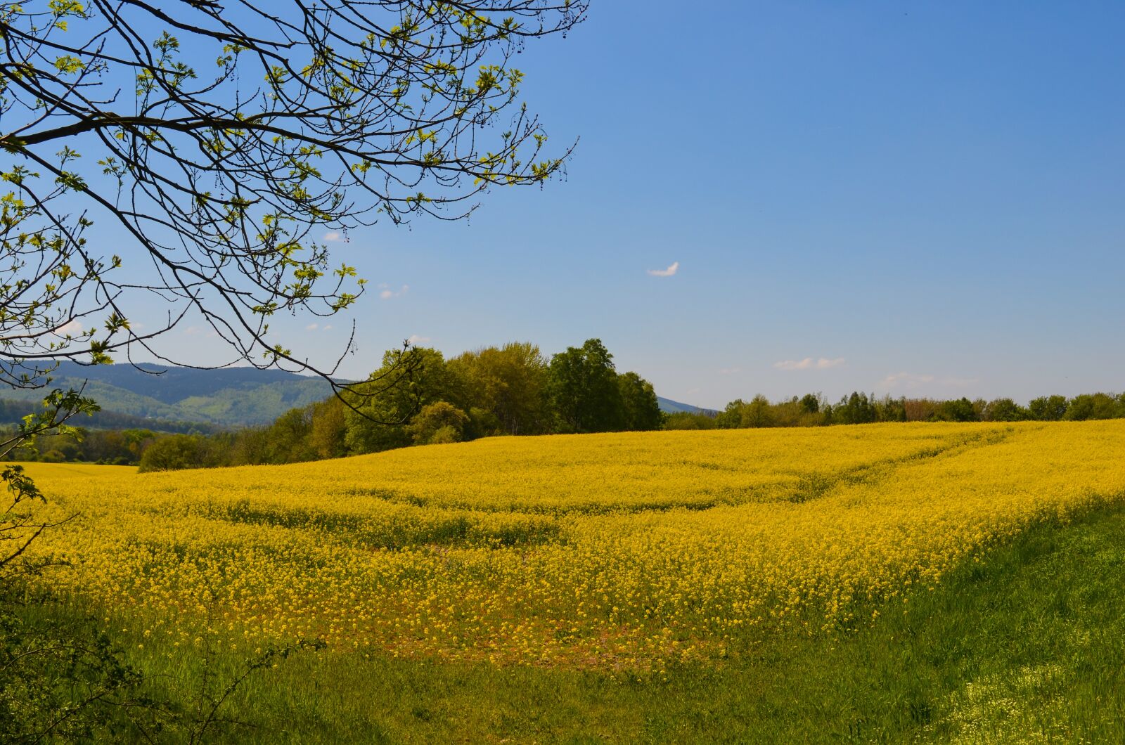 Nikon D5100 sample photo. Landscape, field, nature photography