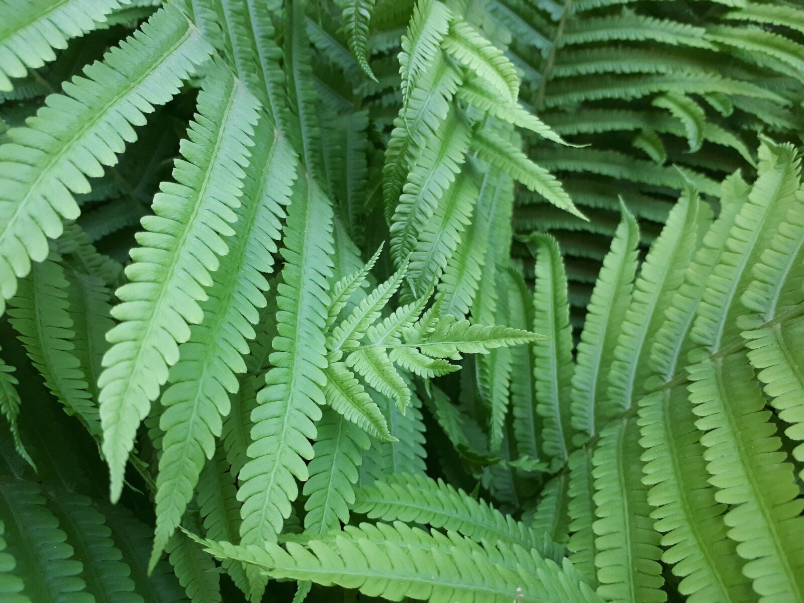 Samsung Galaxy A5(2017) sample photo. Sheet, plant, no one photography
