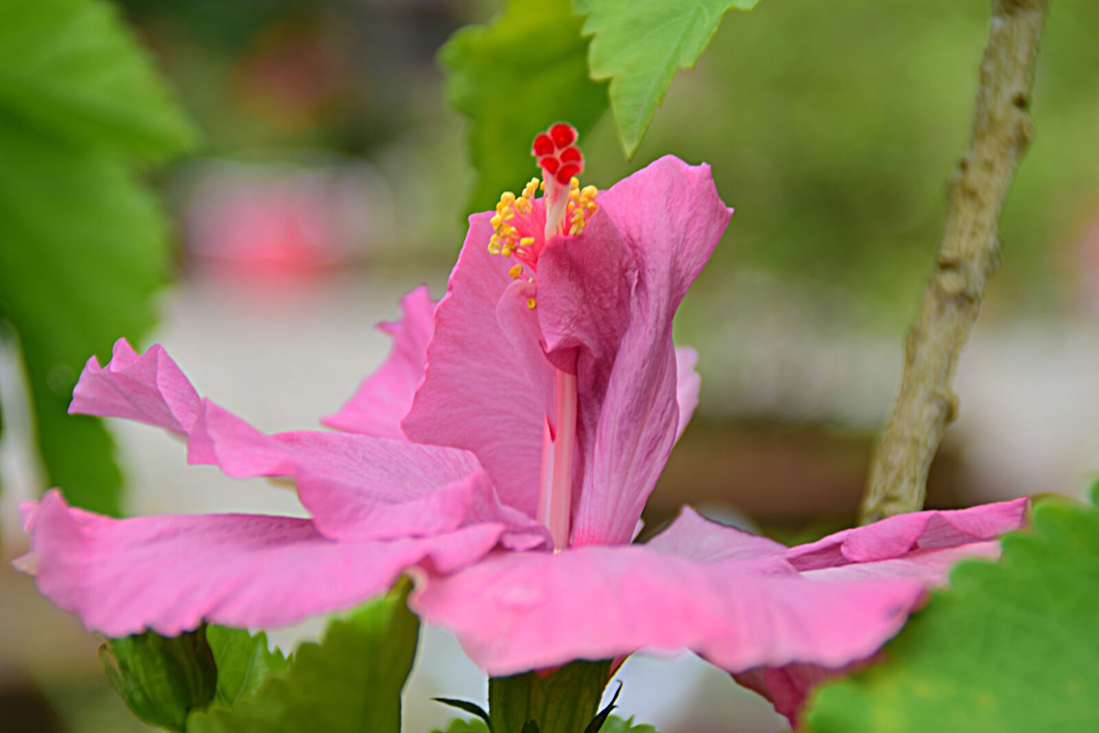 Nikon D5300 sample photo. Hibiscus, blossom, bloom photography