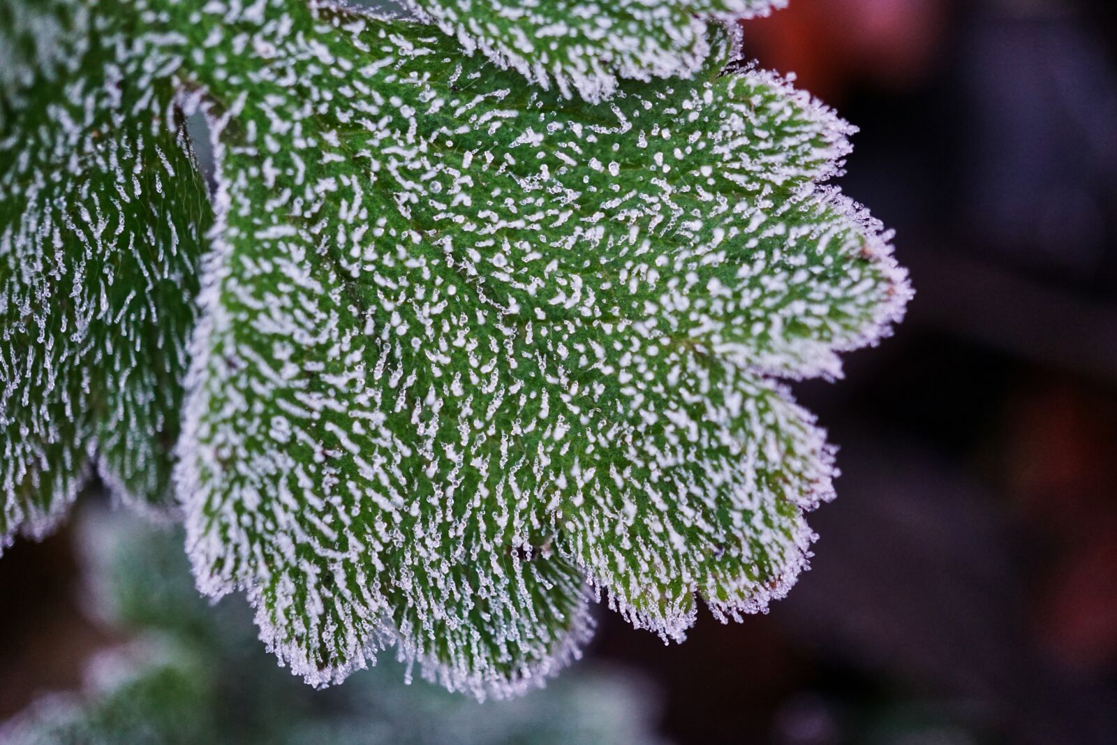 Sony a5100 + Sony E 30mm F3.5 Macro sample photo. Morning, frost, frosty photography