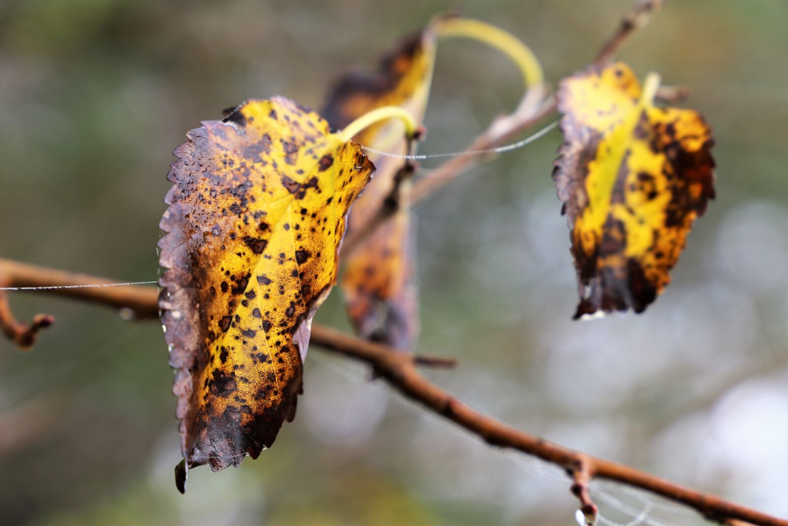 Canon EOS 6D sample photo. Leaves, branch, yellow photography