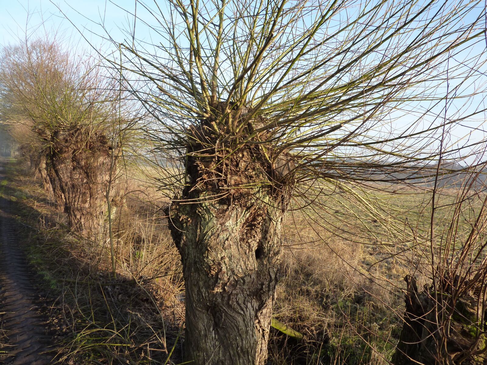 Panasonic DMC-TZ7 sample photo. Graze, pasture, tree photography