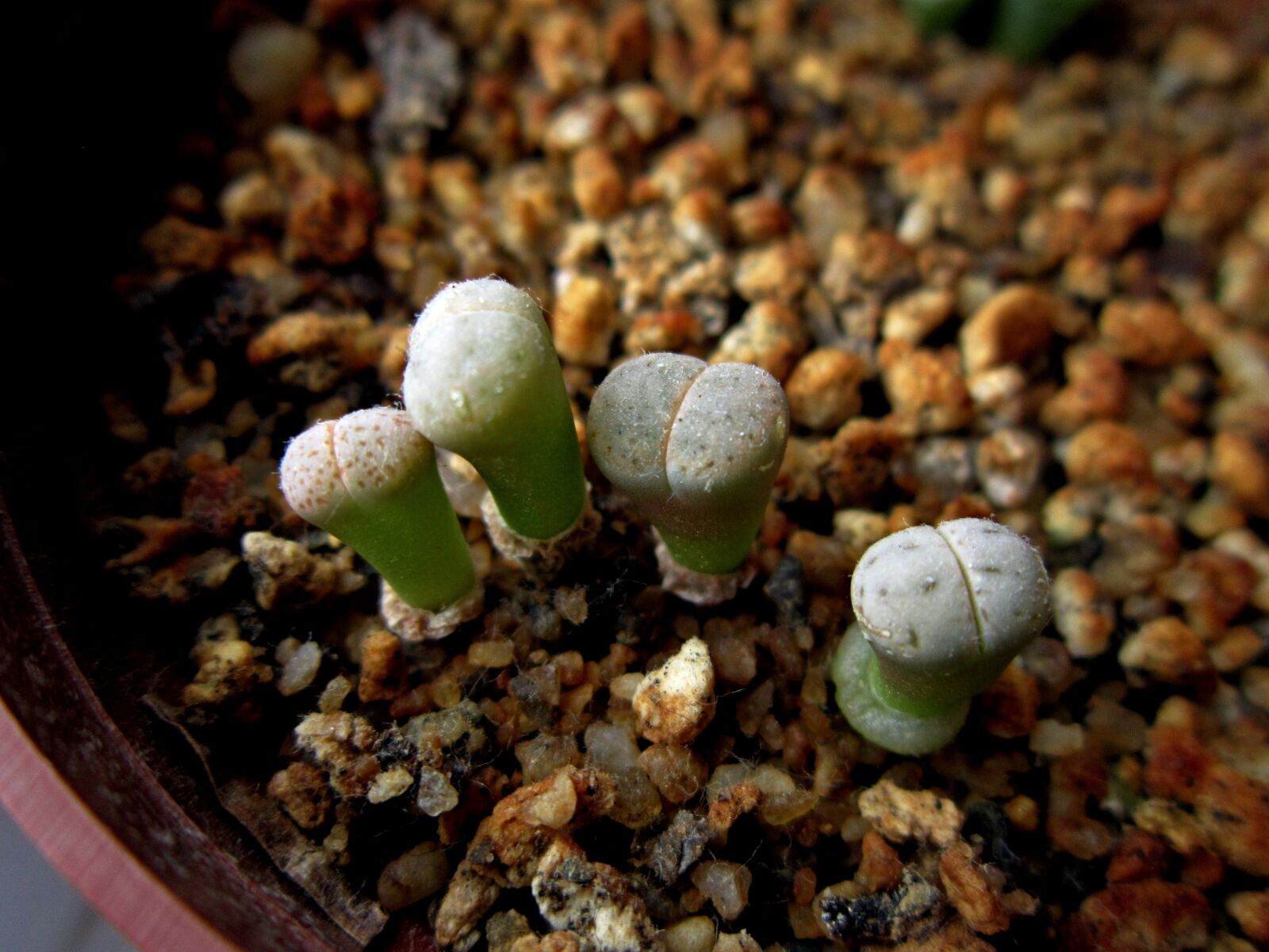 Canon PowerShot A3300 IS sample photo. Lithops, living stones, plants photography