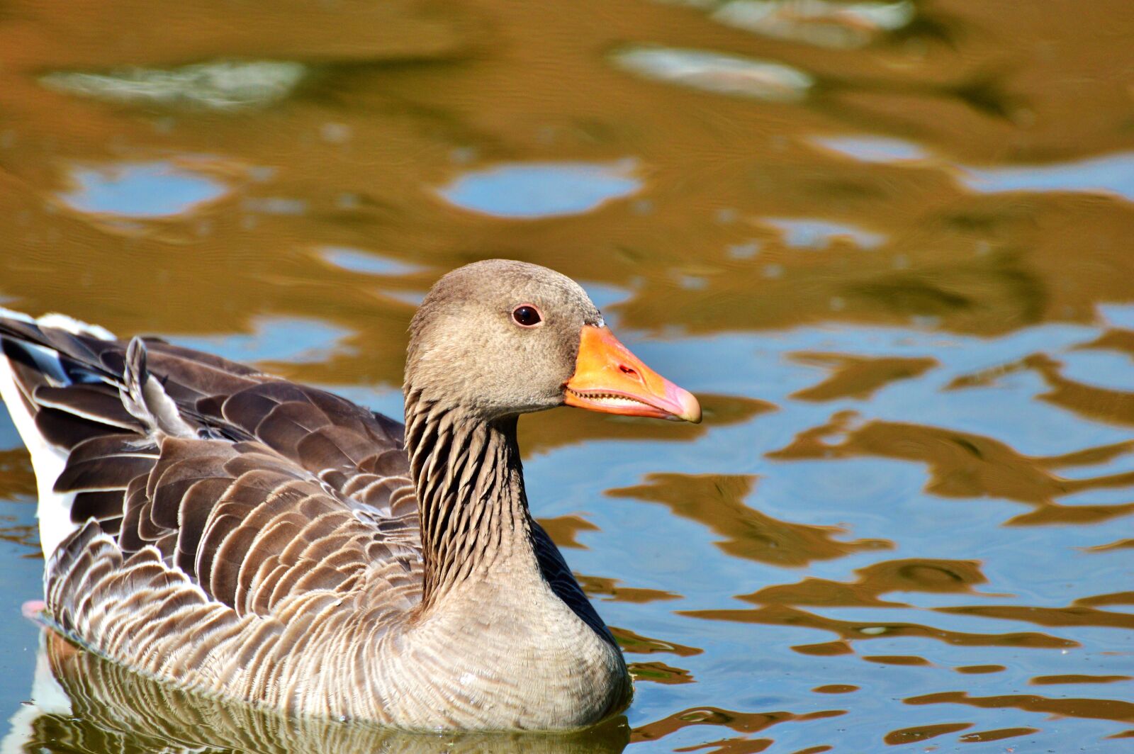 Nikon D3200 sample photo. Wild goose, goose, bird photography