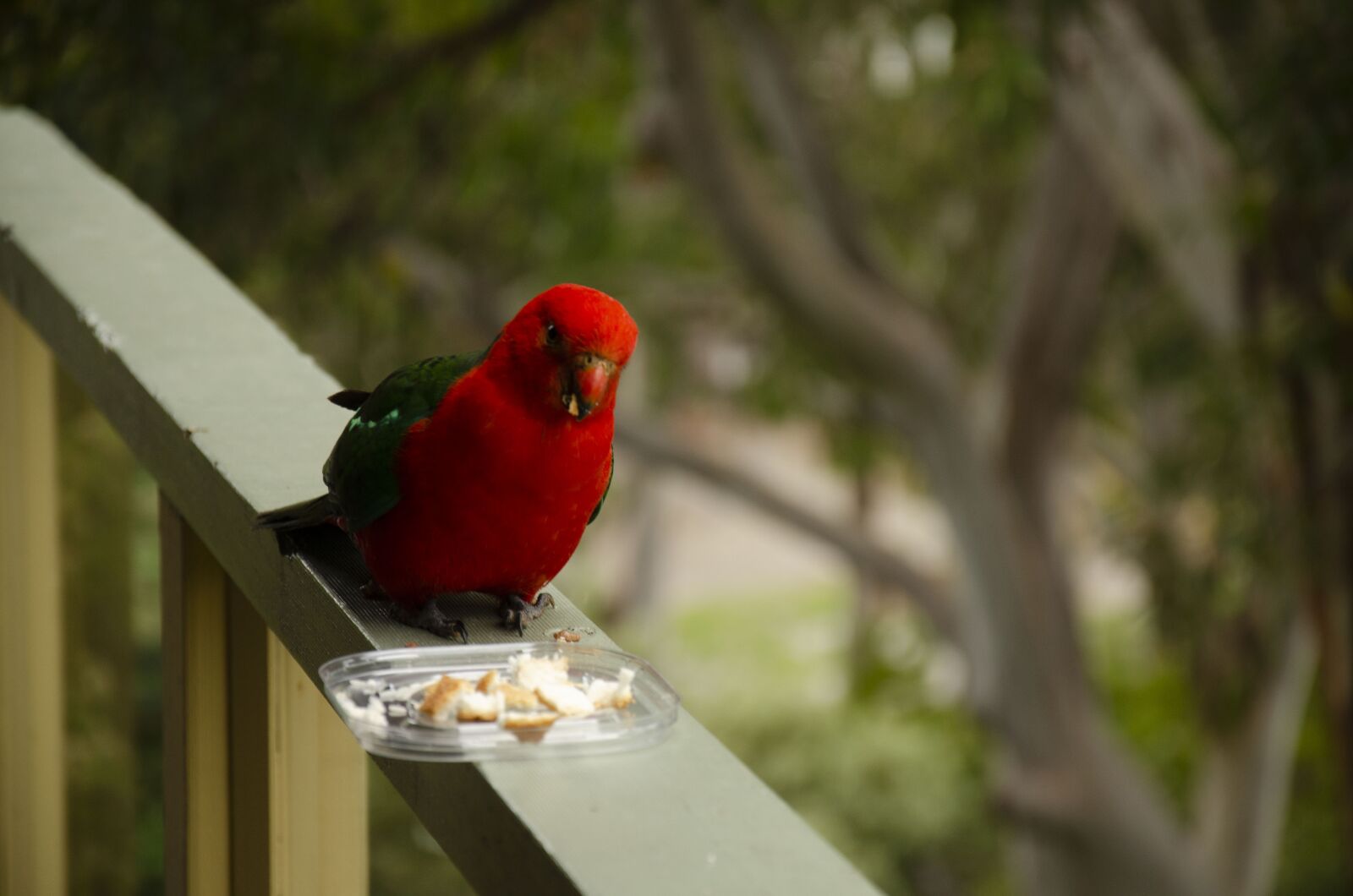 Nikon D7000 sample photo. Rosella, bird, animal photography