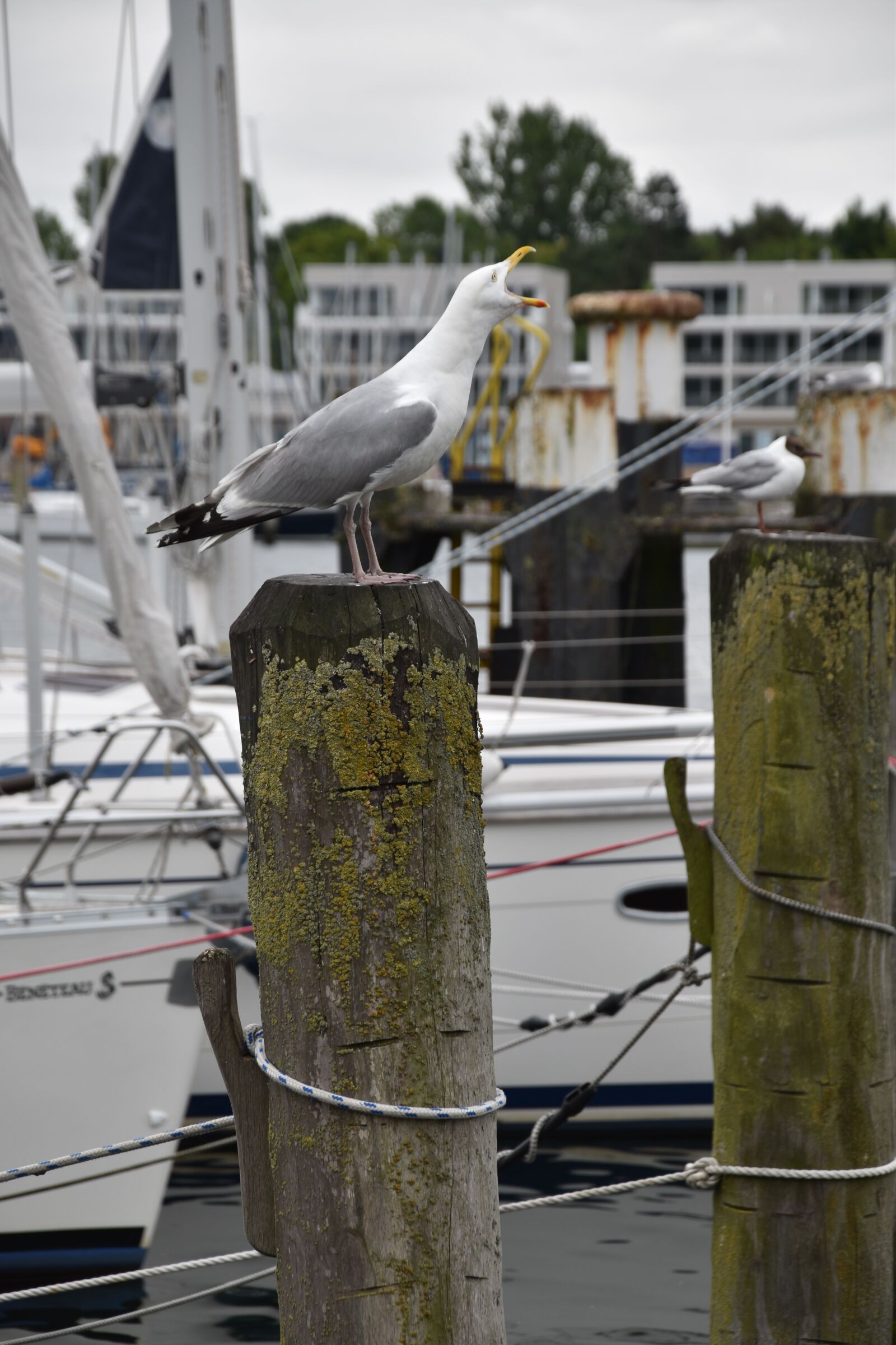 Nikon D5500 sample photo. Gull, animals, bird photography
