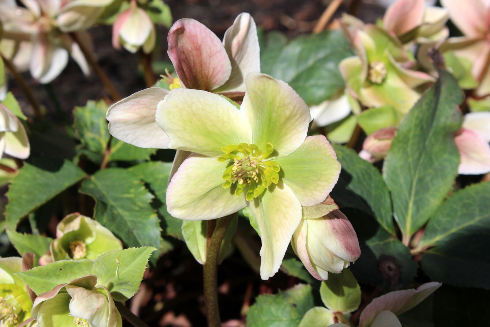 Canon EOS 1200D (EOS Rebel T5 / EOS Kiss X70 / EOS Hi) sample photo. Spring, spring flowers, hellebore photography