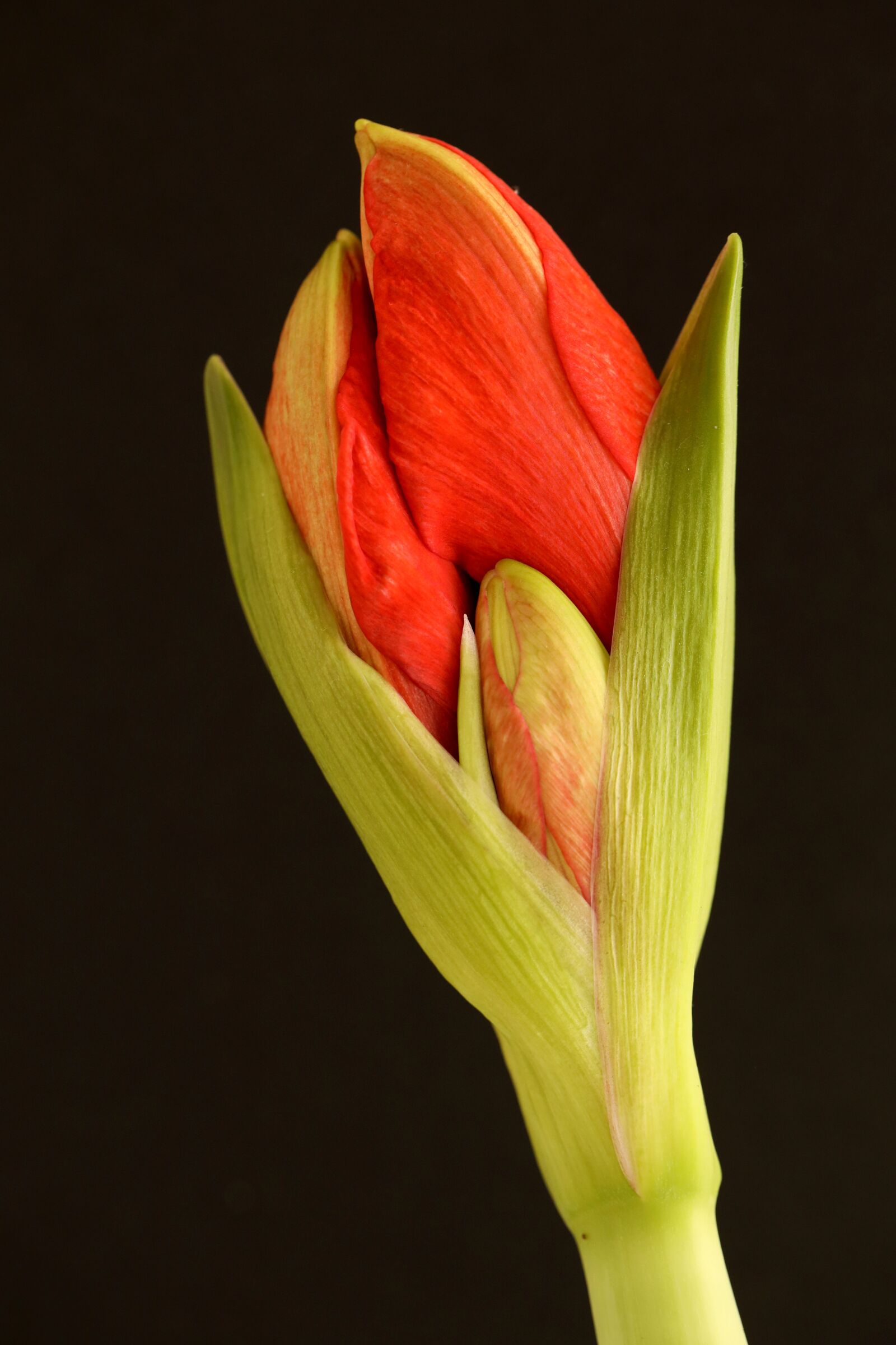Canon EOS R sample photo. Amaryllis, flower, bud photography