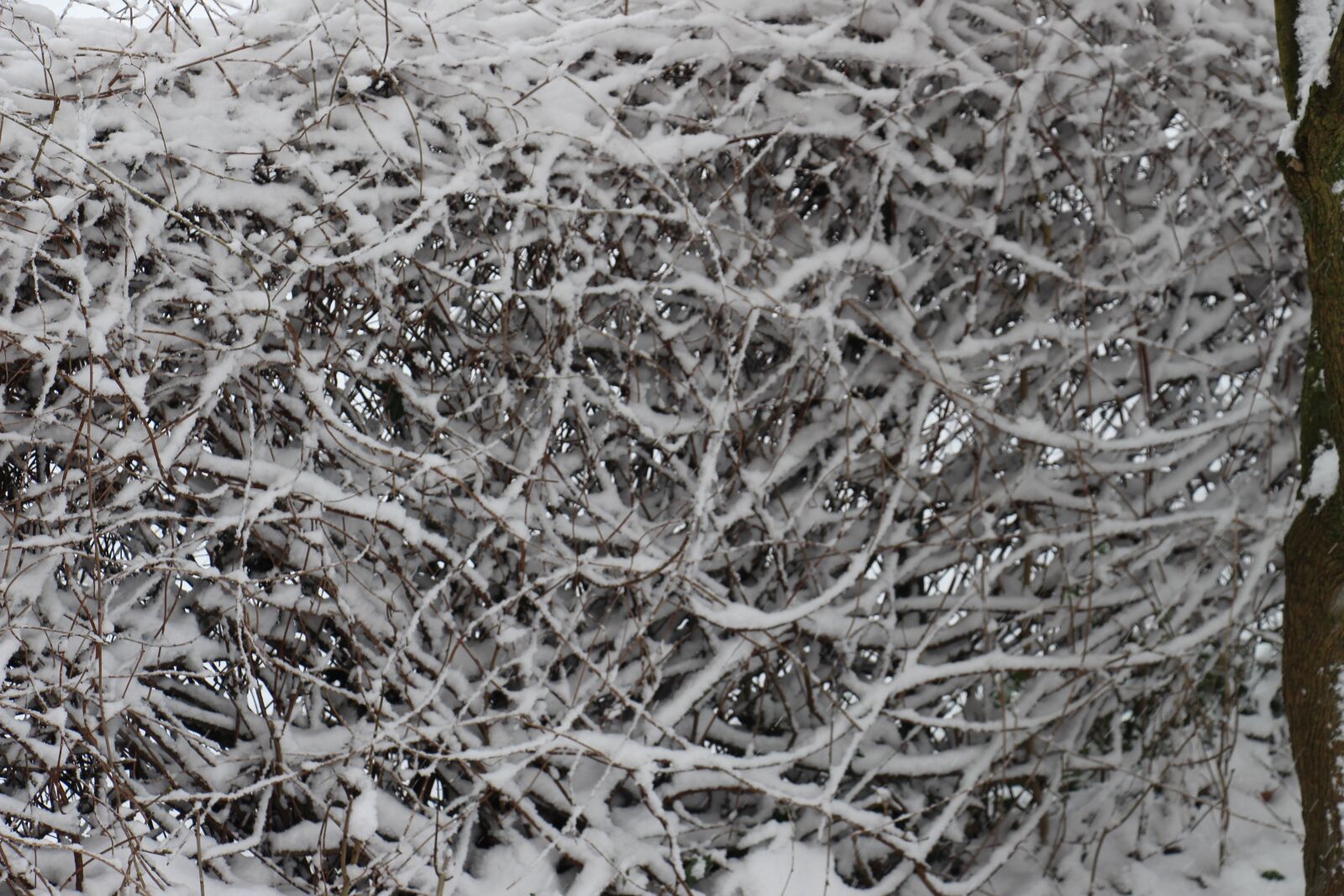 Canon EOS 700D (EOS Rebel T5i / EOS Kiss X7i) sample photo. Snow, hedge, snowed in photography