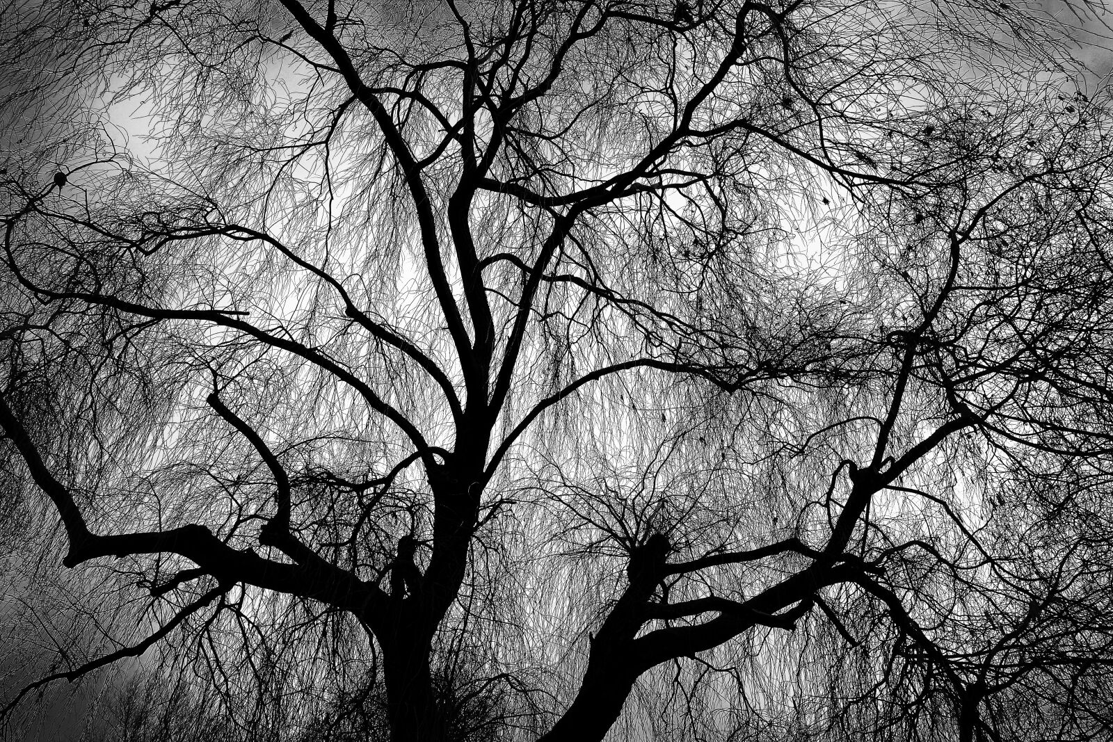 Sony Cyber-shot DSC-RX100 sample photo. Weeping willow, willow, tree photography